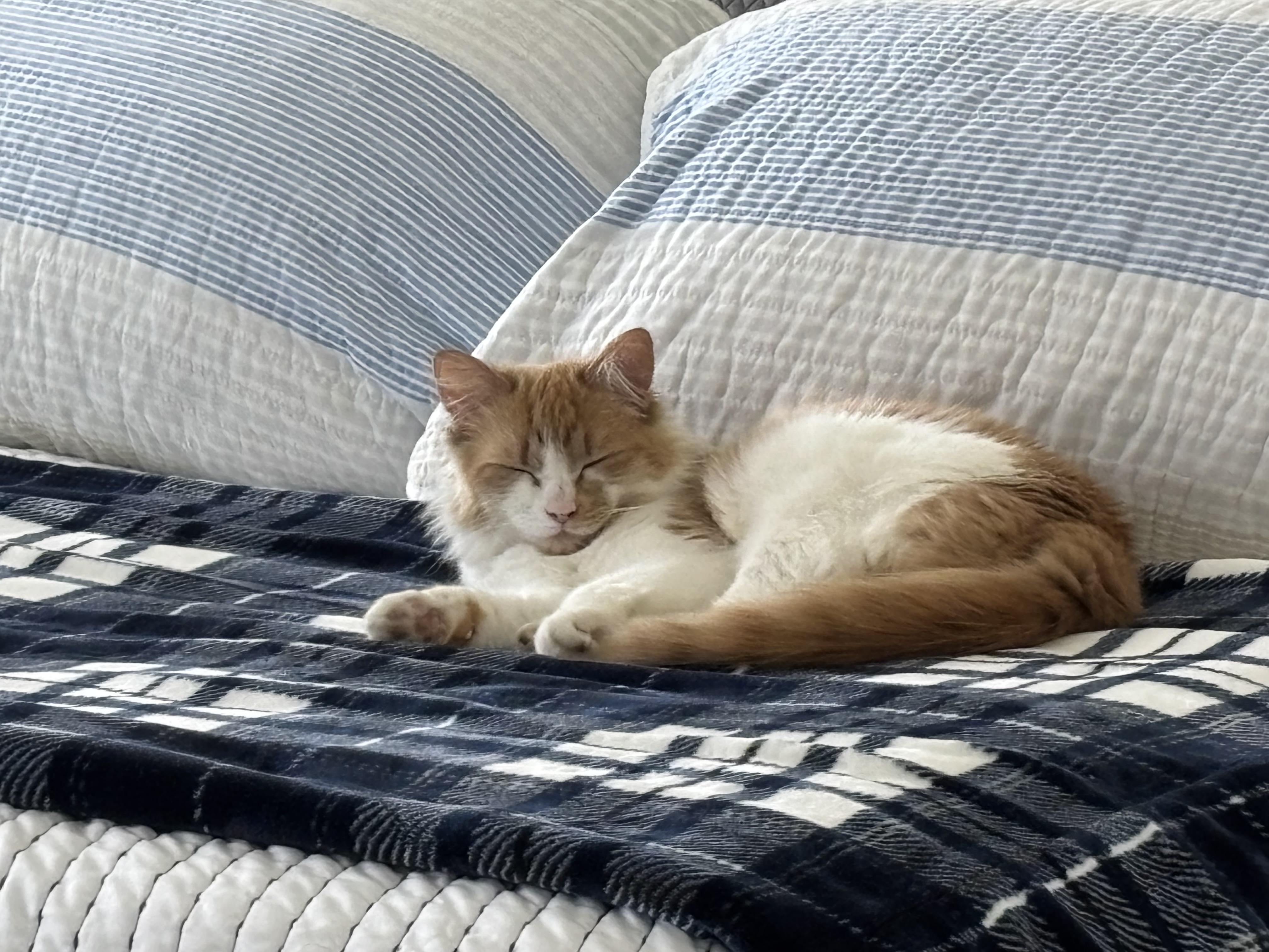 Enlarge Marmee, an adopted Domestic Medium Hair in Little River, SC image 1/5