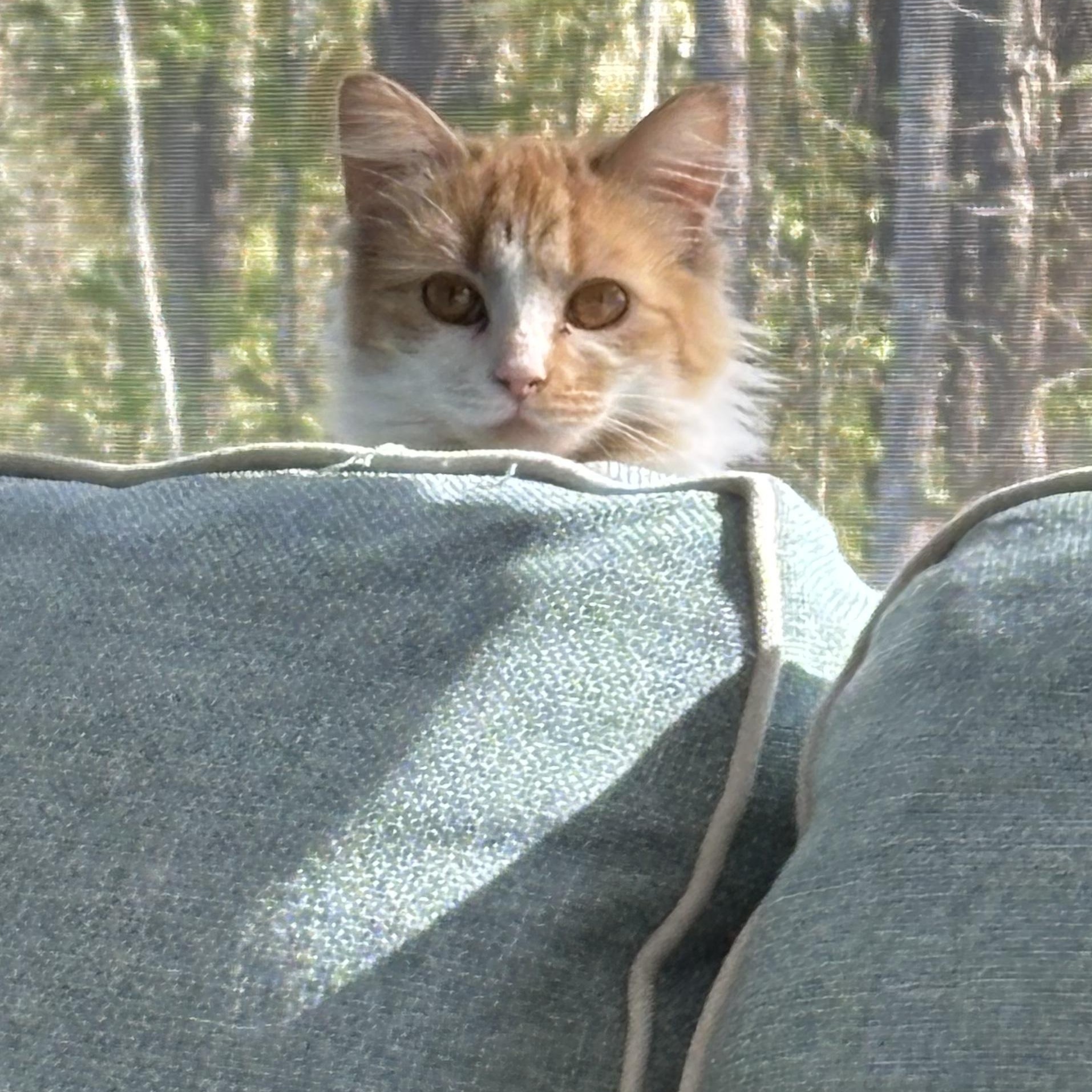 Enlarge Marmee, an adopted Domestic Medium Hair in Little River, SC image 5/5