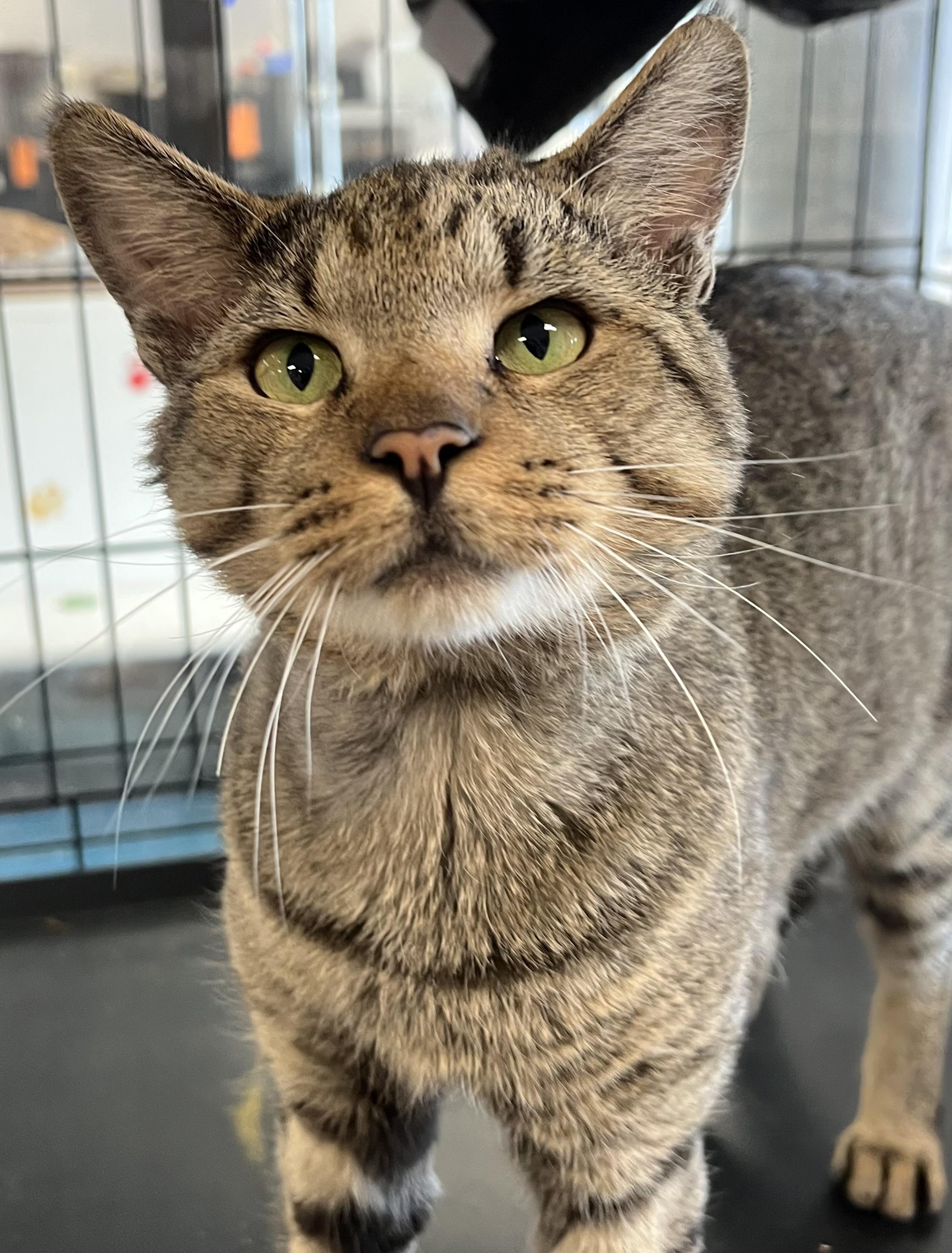 Francesco, a ADOPTABLE Domestic Short Hair in Johnston, RI image 6/6