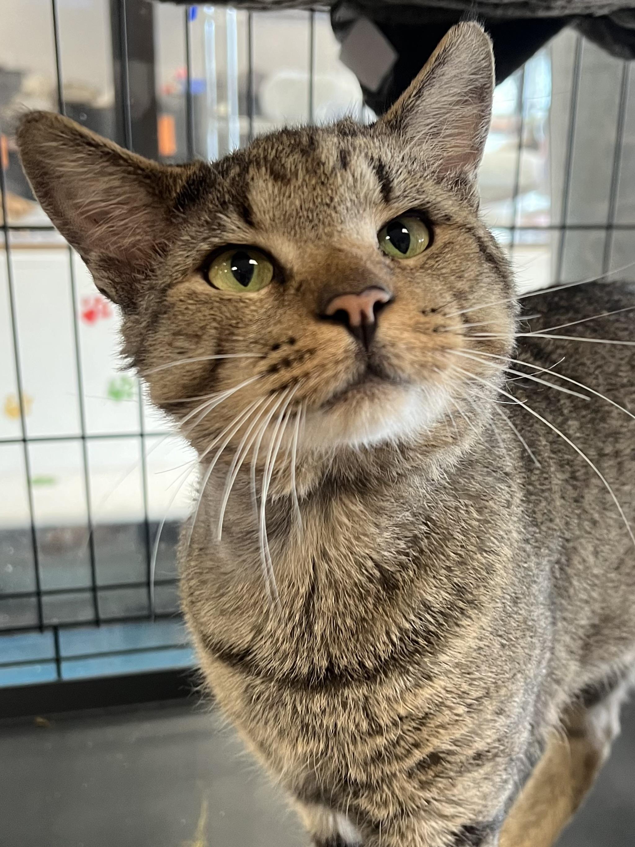 Francesco, a ADOPTABLE Domestic Short Hair in Johnston, RI image 5/6