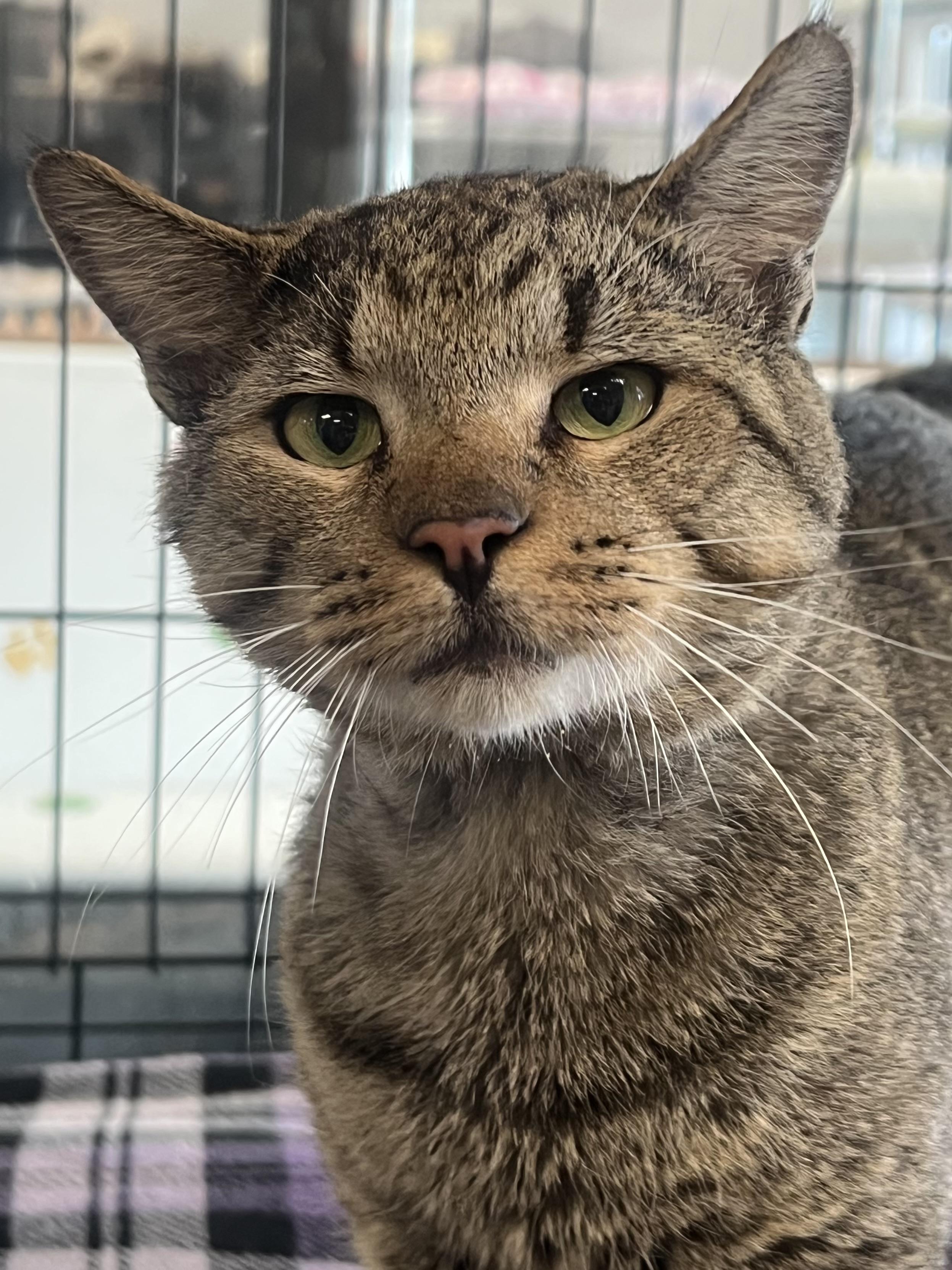 Francesco, a ADOPTABLE Domestic Short Hair in Johnston, RI image 3/6