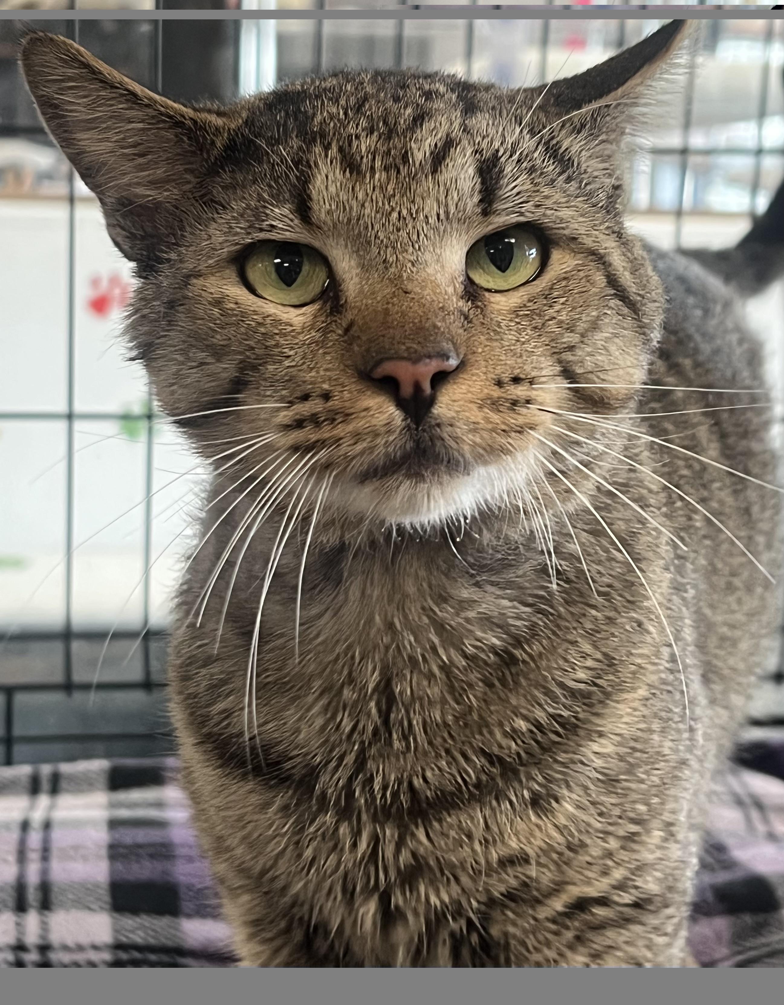Francesco, ADOPTABLE, Young Male Domestic Short Hair.