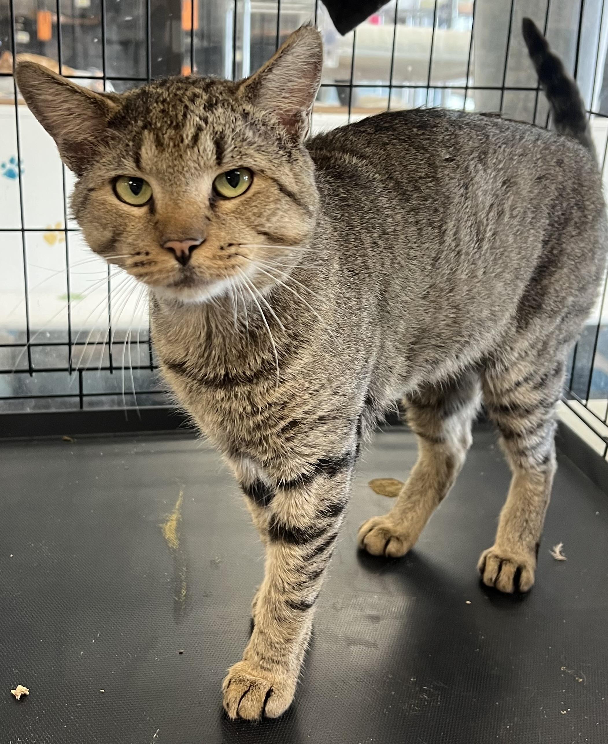 Francesco, a ADOPTABLE Domestic Short Hair in Johnston, RI image 4/6