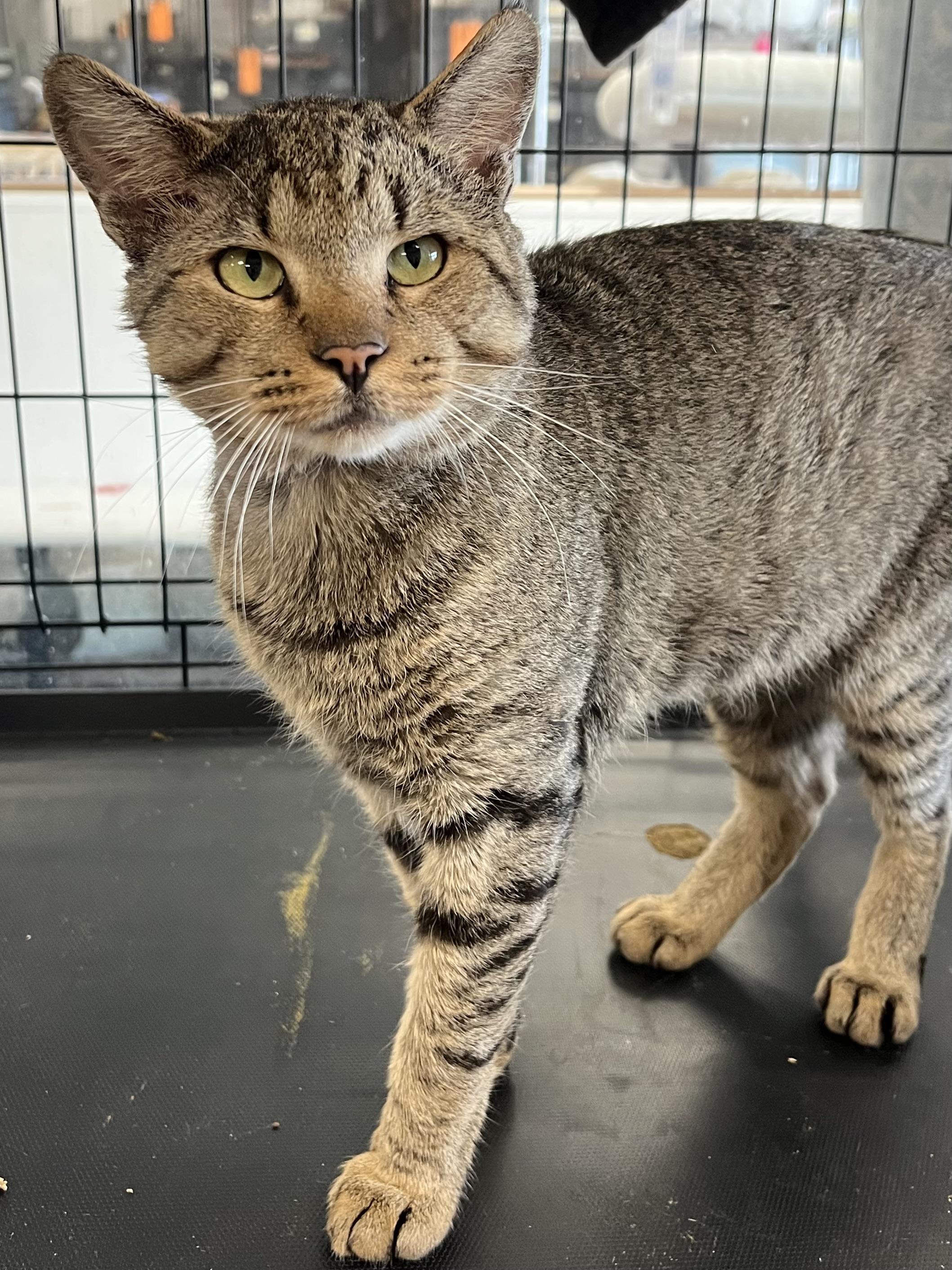 Francesco, a ADOPTABLE Domestic Short Hair in Johnston, RI image 2/6