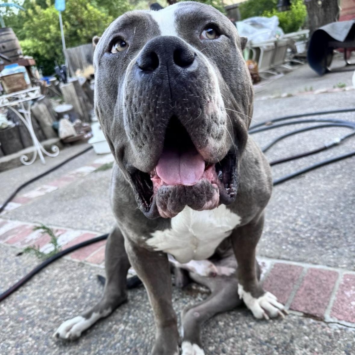 Kilo photo 5