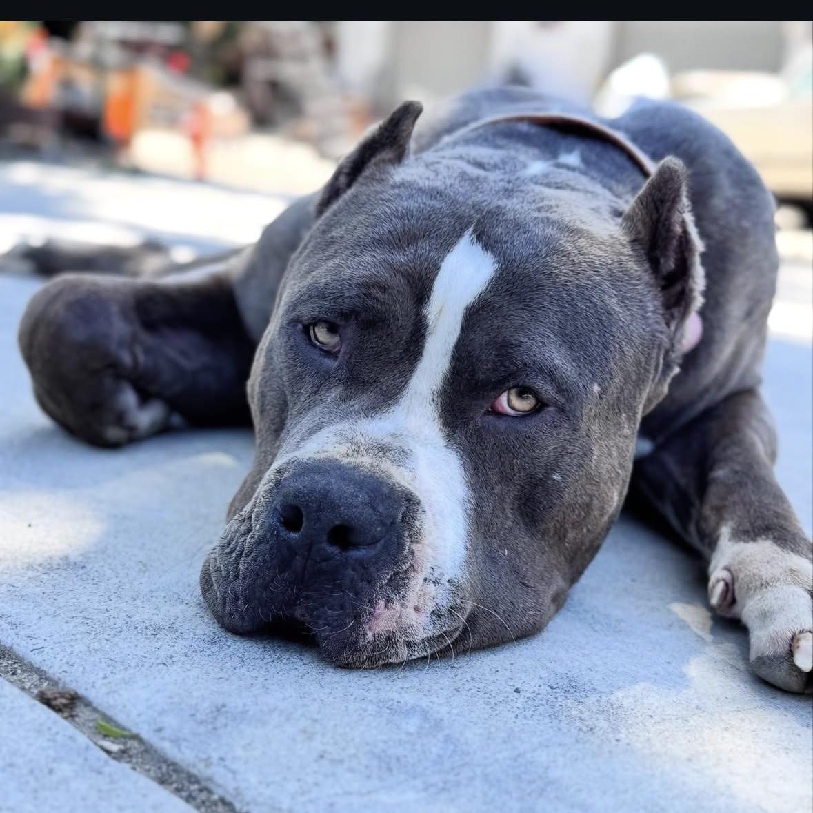 Kilo photo 4
