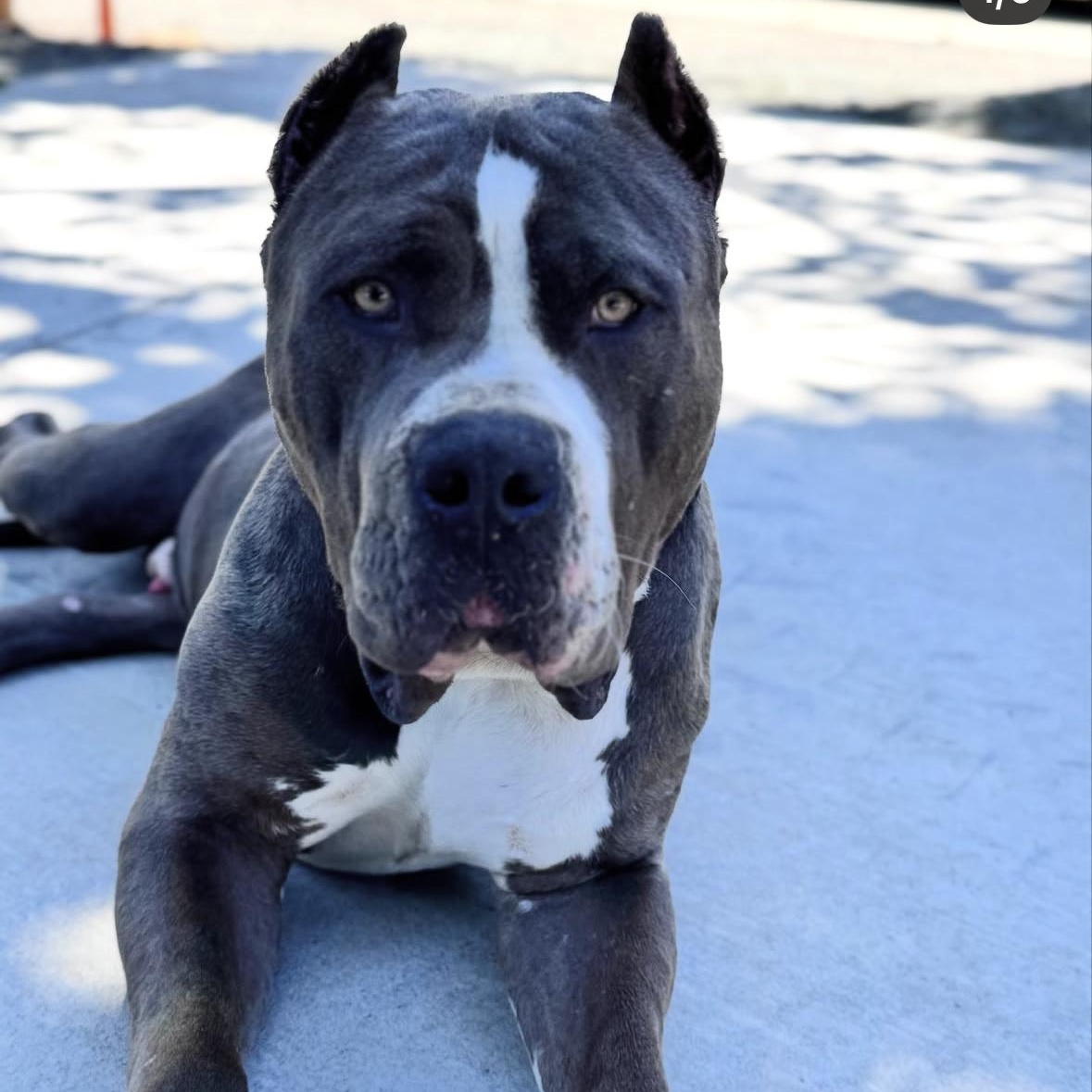 Kilo, Adult Male American Bully