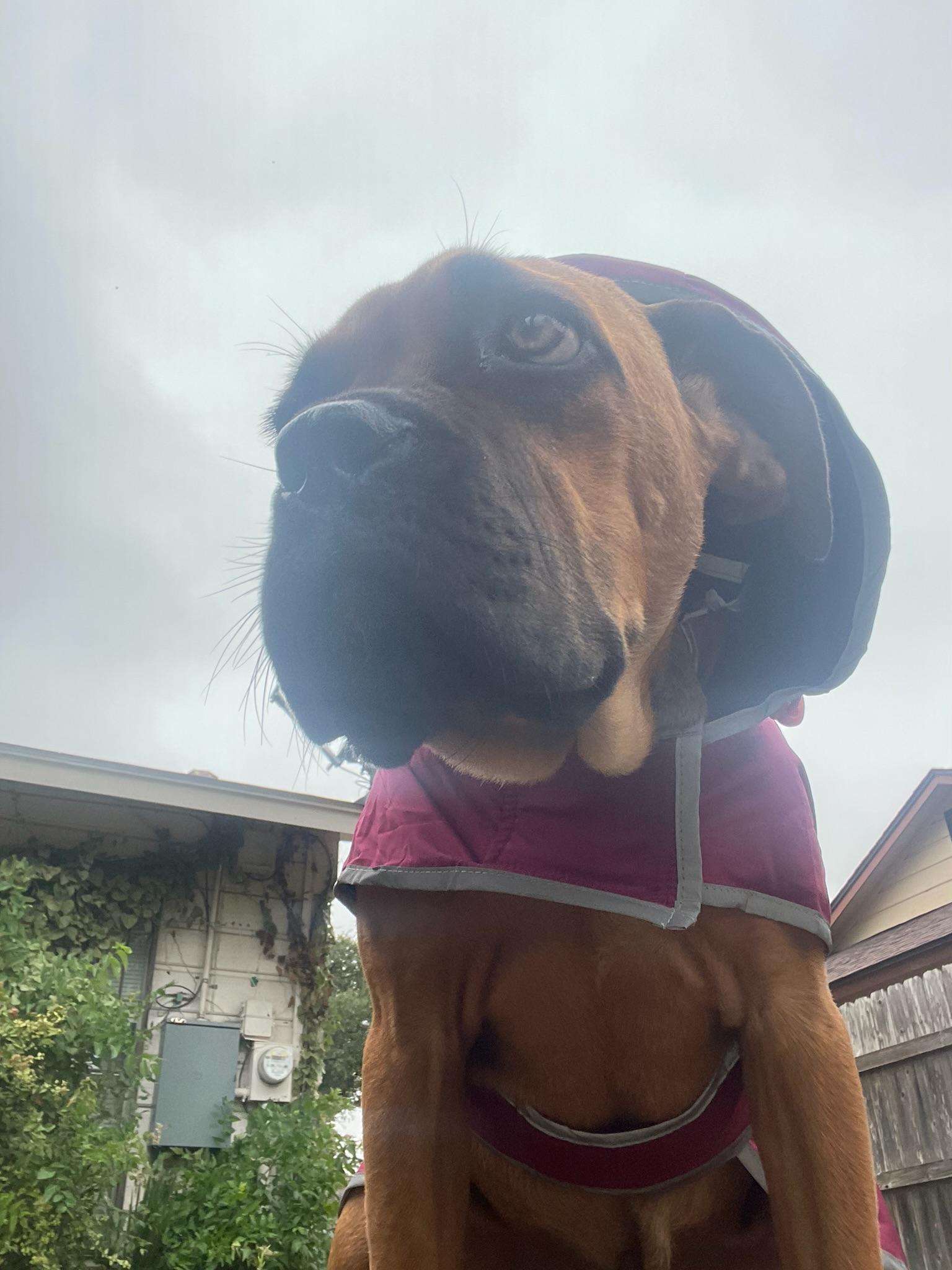 Enlarge Cleo, a Adoptable Mastiff in Austin, TX image 3/6