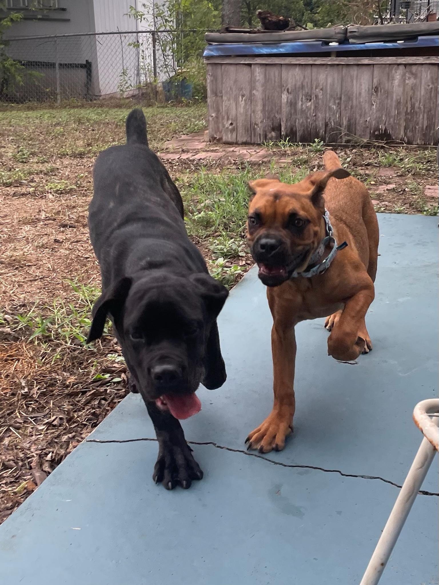 Enlarge Cleo, a Adoptable Mastiff in Austin, TX image 6/6