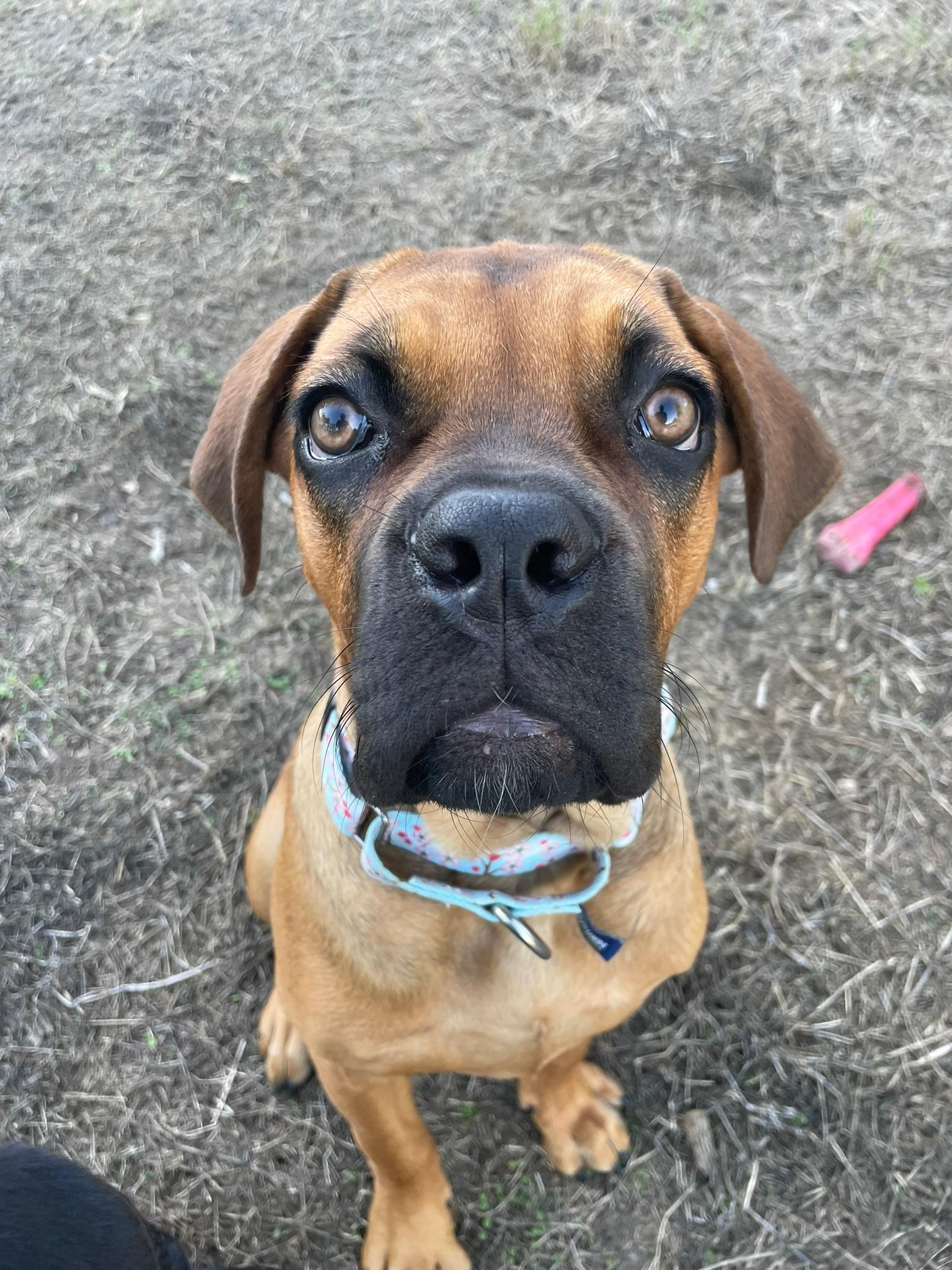 Enlarge Cleo, a Adoptable Mastiff in Austin, TX image 1/6