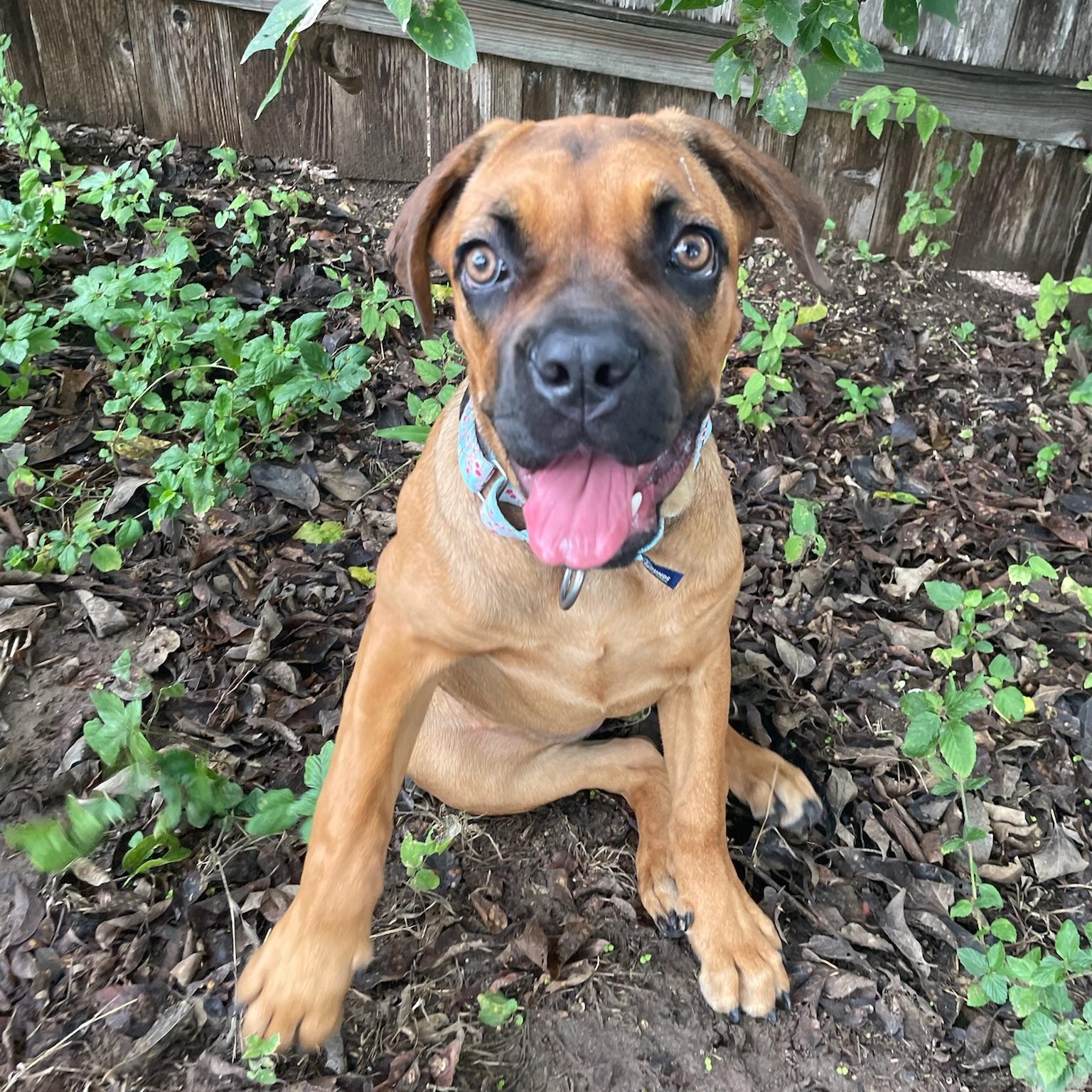 Enlarge Cleo, a Adoptable Mastiff in Austin, TX image 4/6