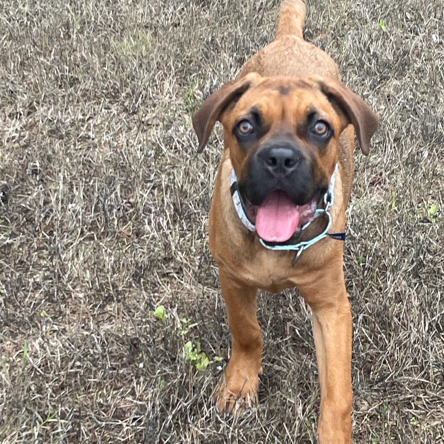 Enlarge Cleo, a Adoptable Mastiff in Austin, TX image 5/6