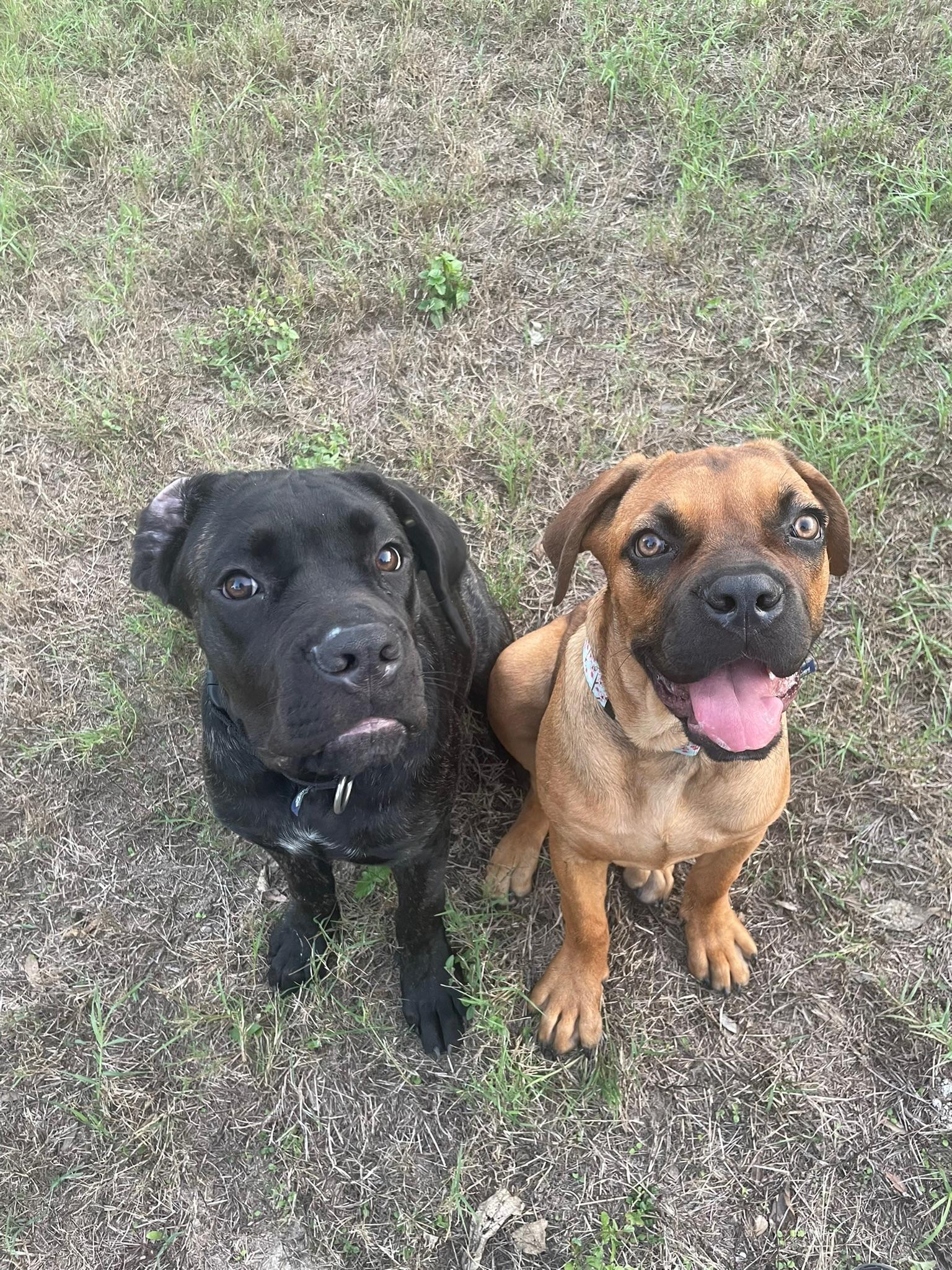 Enlarge Cleo, a Adoptable Mastiff in Austin, TX image 2/6