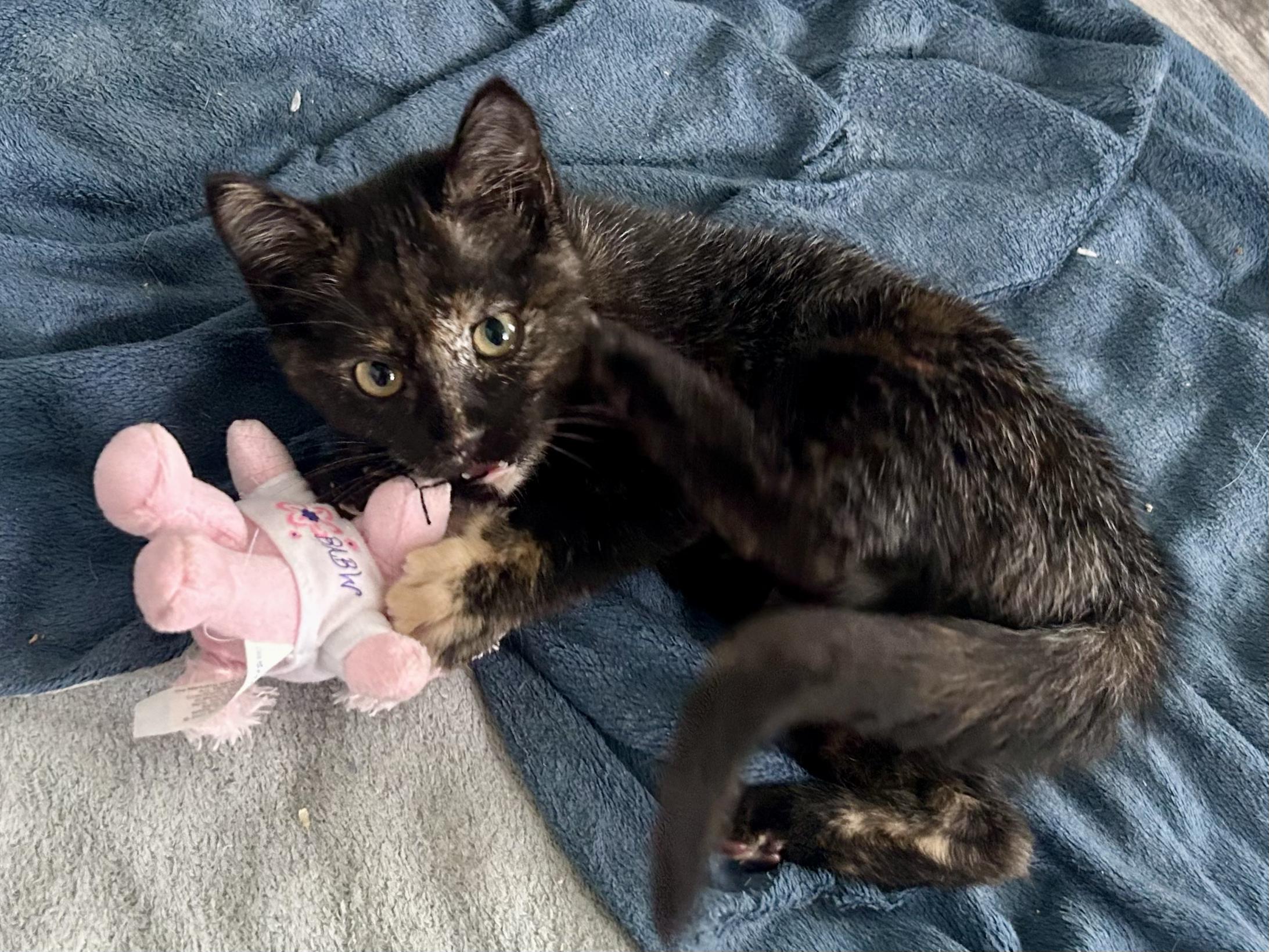 Maddie, a Adoptable Tortoiseshell in Salinas, CA image 2/2