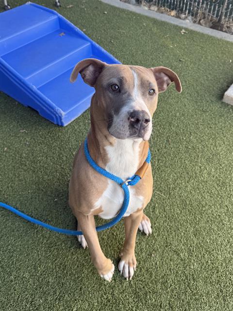 RUBI, Adoptable, Young Female Labrador Retriever & Mixed Breed.