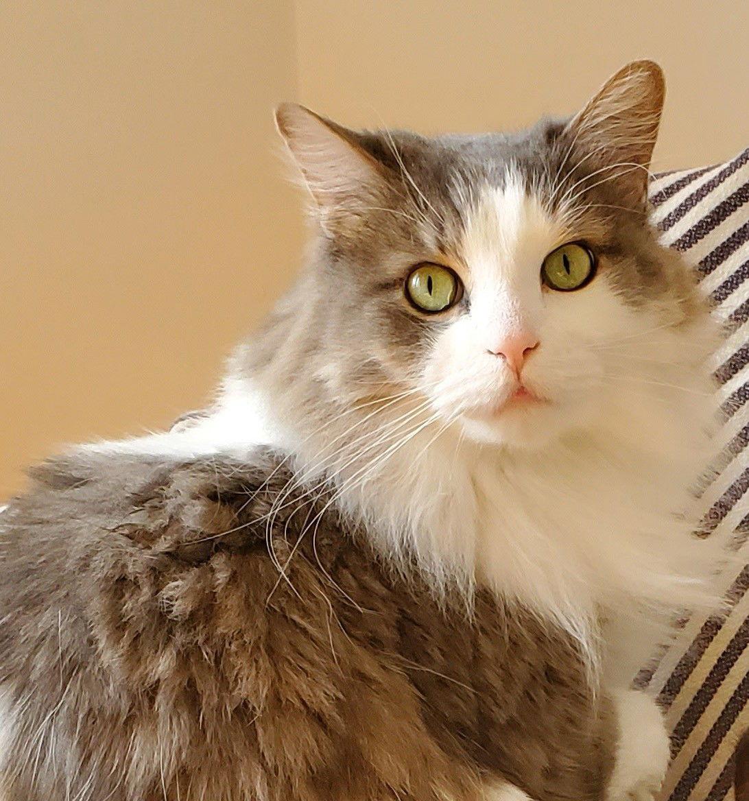 Watson, Adoptable, Adult Male Domestic Long Hair.