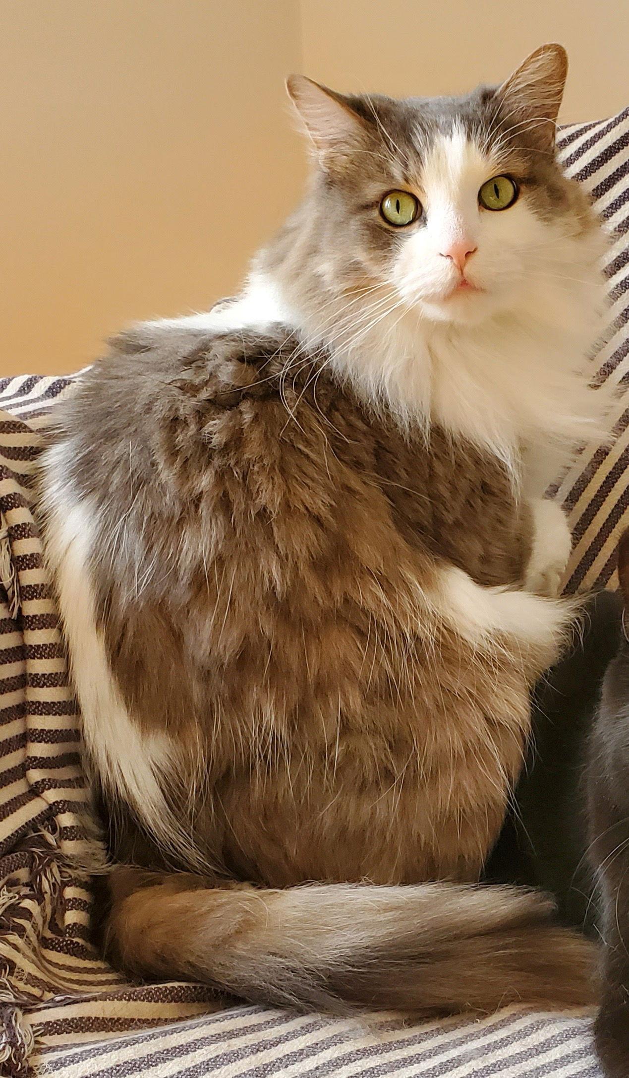 Enlarge Watson, a Adoptable Domestic Long Hair in Montreal, QC image 2/2