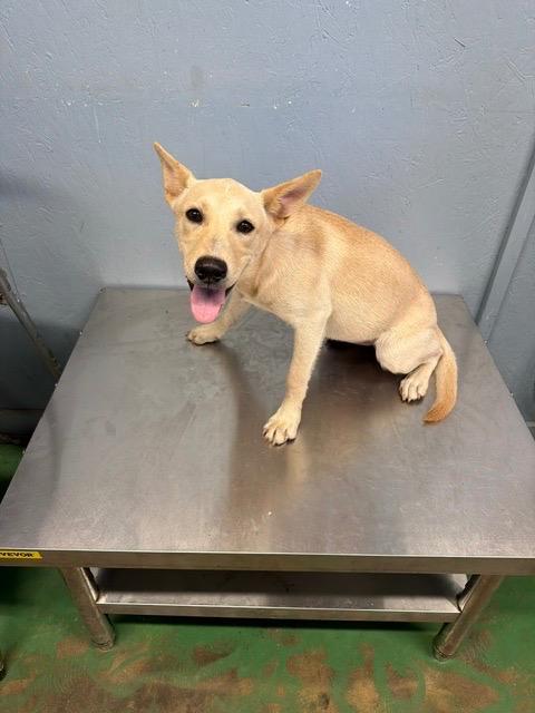 Enlarge Lucy Lou 26, a Adoptable mixed breed in Brookhaven, MS image 1/4