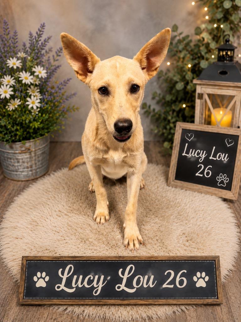 Enlarge Lucy Lou 26, a Adoptable mixed breed in Brookhaven, MS image 3/4
