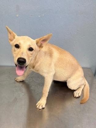 Enlarge Lucy Lou 26, a Adoptable mixed breed in Brookhaven, MS image 4/4