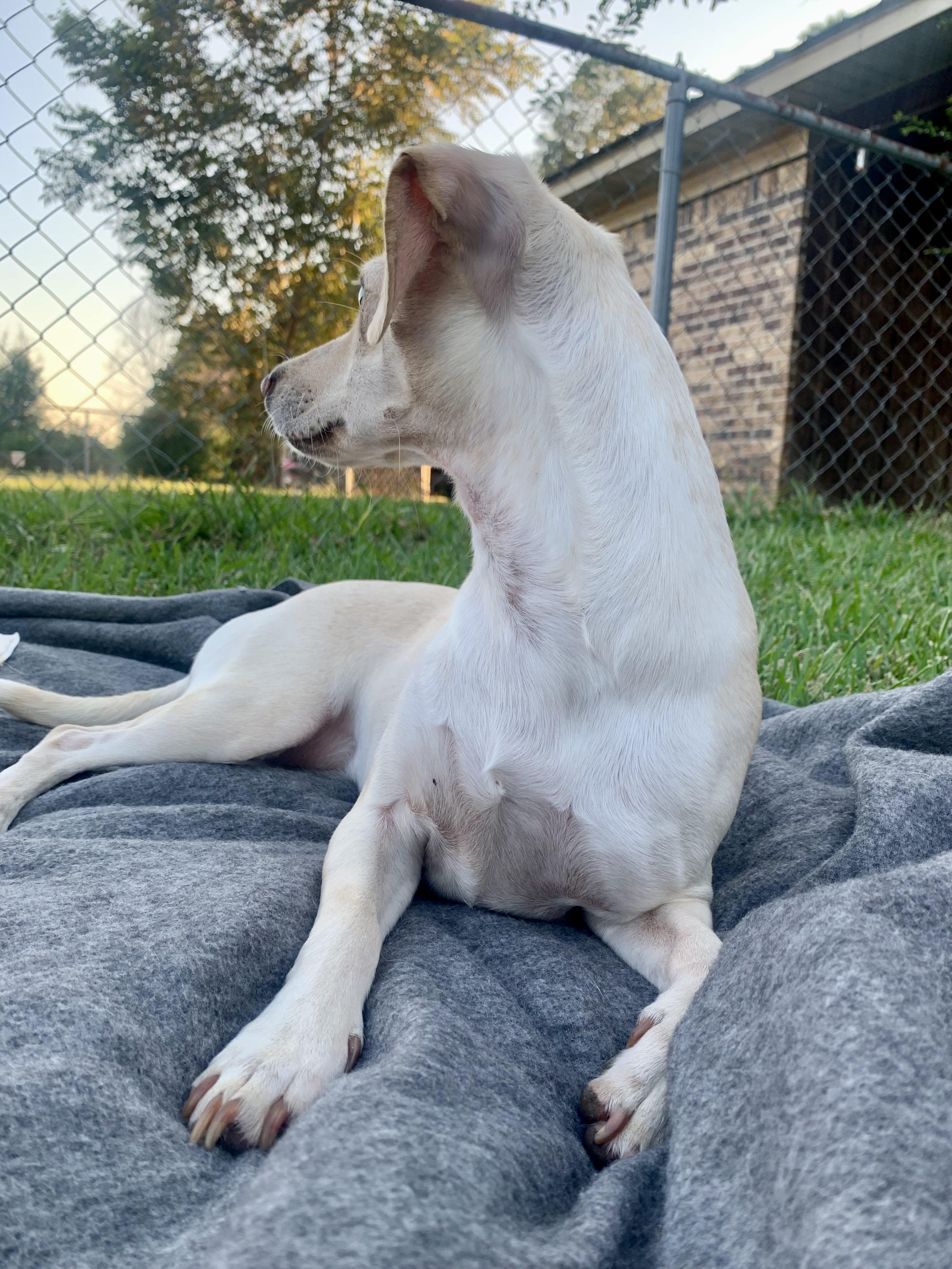 June in Texarkana TX, a Adoptable mixed breed in Texarkana, TX image 3/6