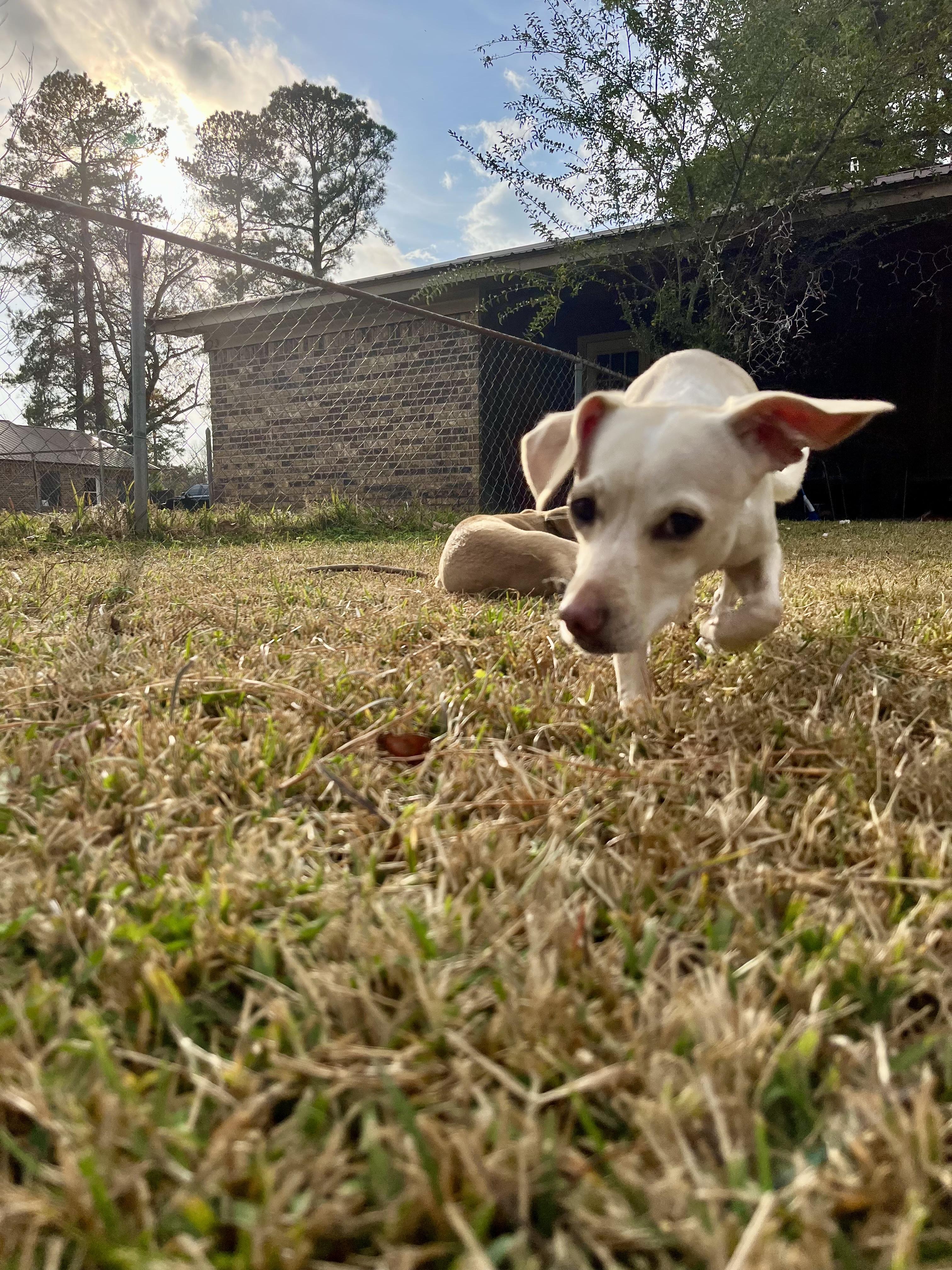 June in Texarkana TX, a Adoptable mixed breed in Texarkana, TX image 4/6