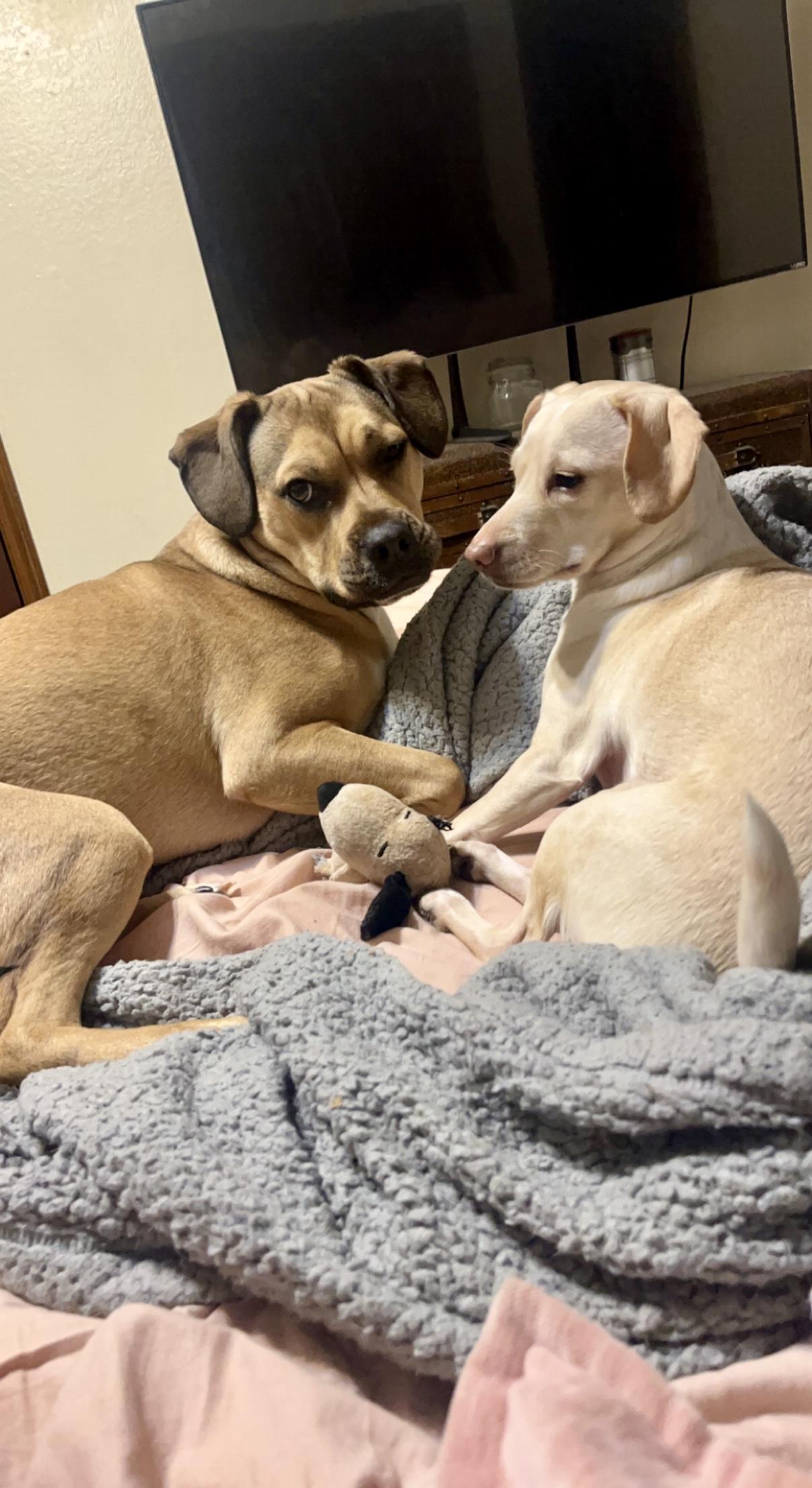 June in Texarkana TX, a Adoptable mixed breed in Texarkana, TX image 5/6