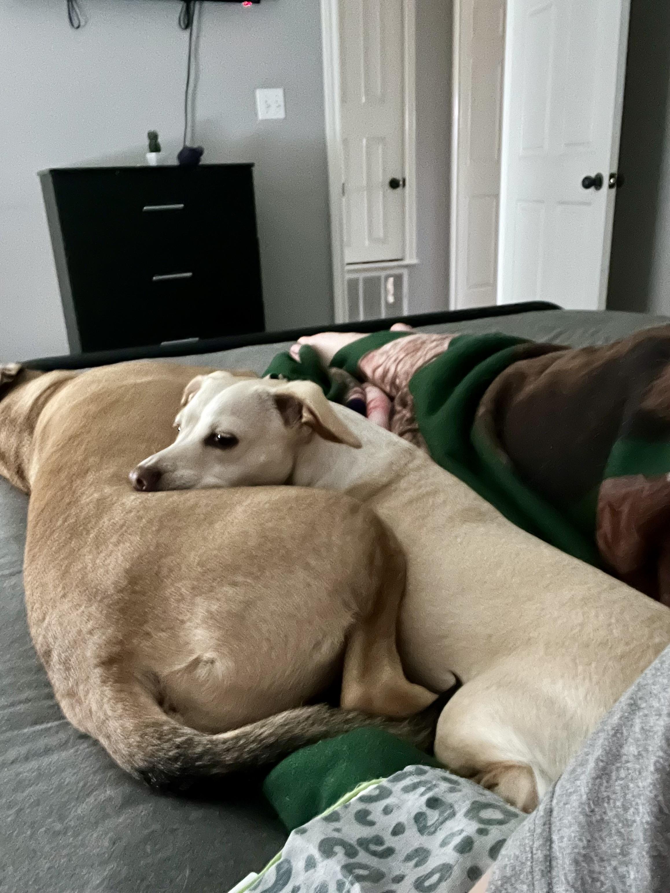 June in Texarkana TX, a Adoptable mixed breed in Texarkana, TX image 2/6