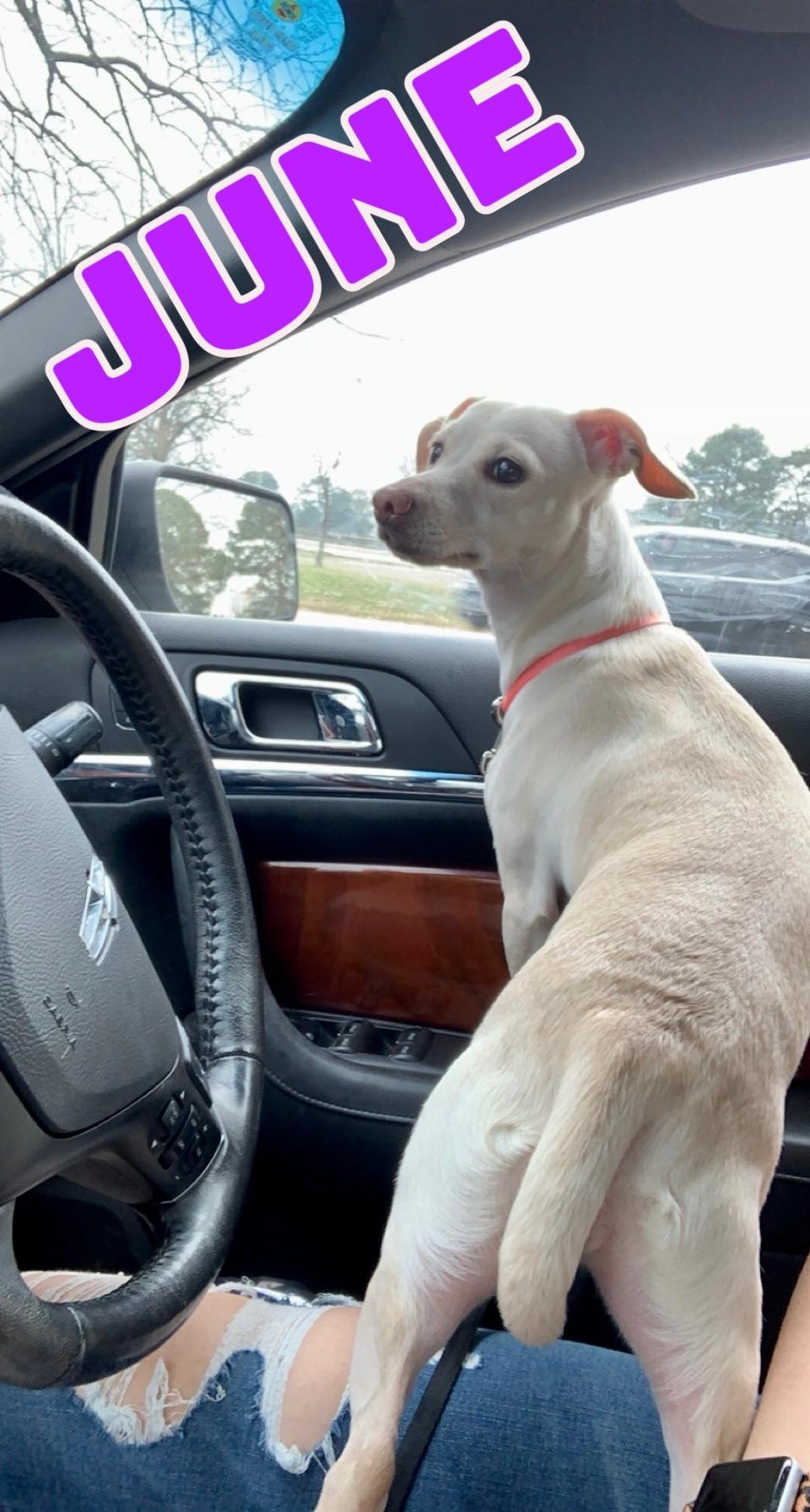 June in Texarkana TX, Adoptable, Adult Female Chihuahua.