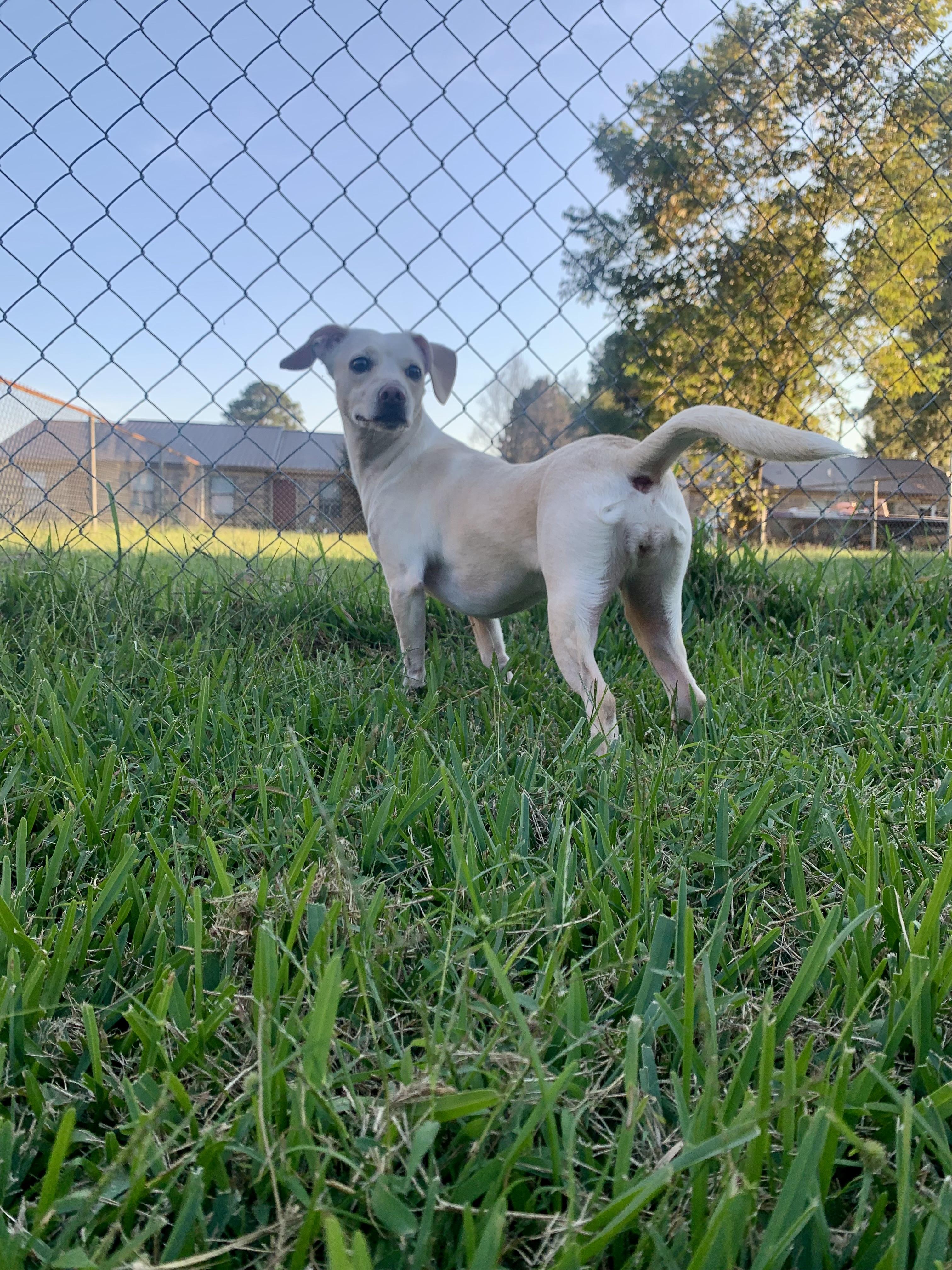 June in Texarkana TX, a Adoptable mixed breed in Texarkana, TX image 6/6