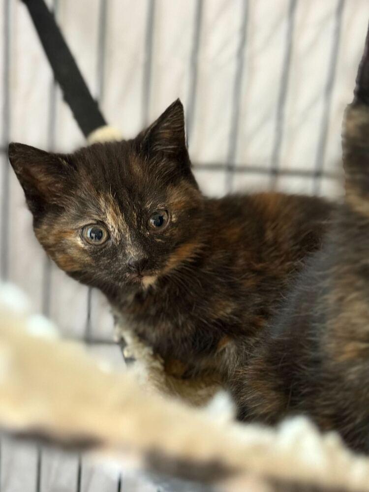 Enlarge Pancake, a Adoptable mixed breed in Milltown, NJ image 1/1