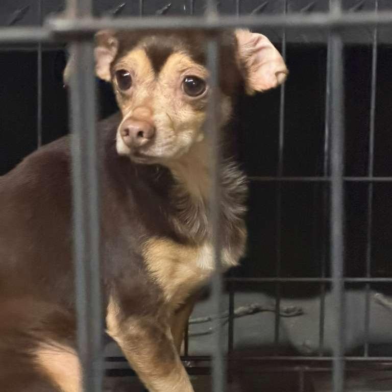 Kitana, Adoptable, Adult Female Mixed Breed.