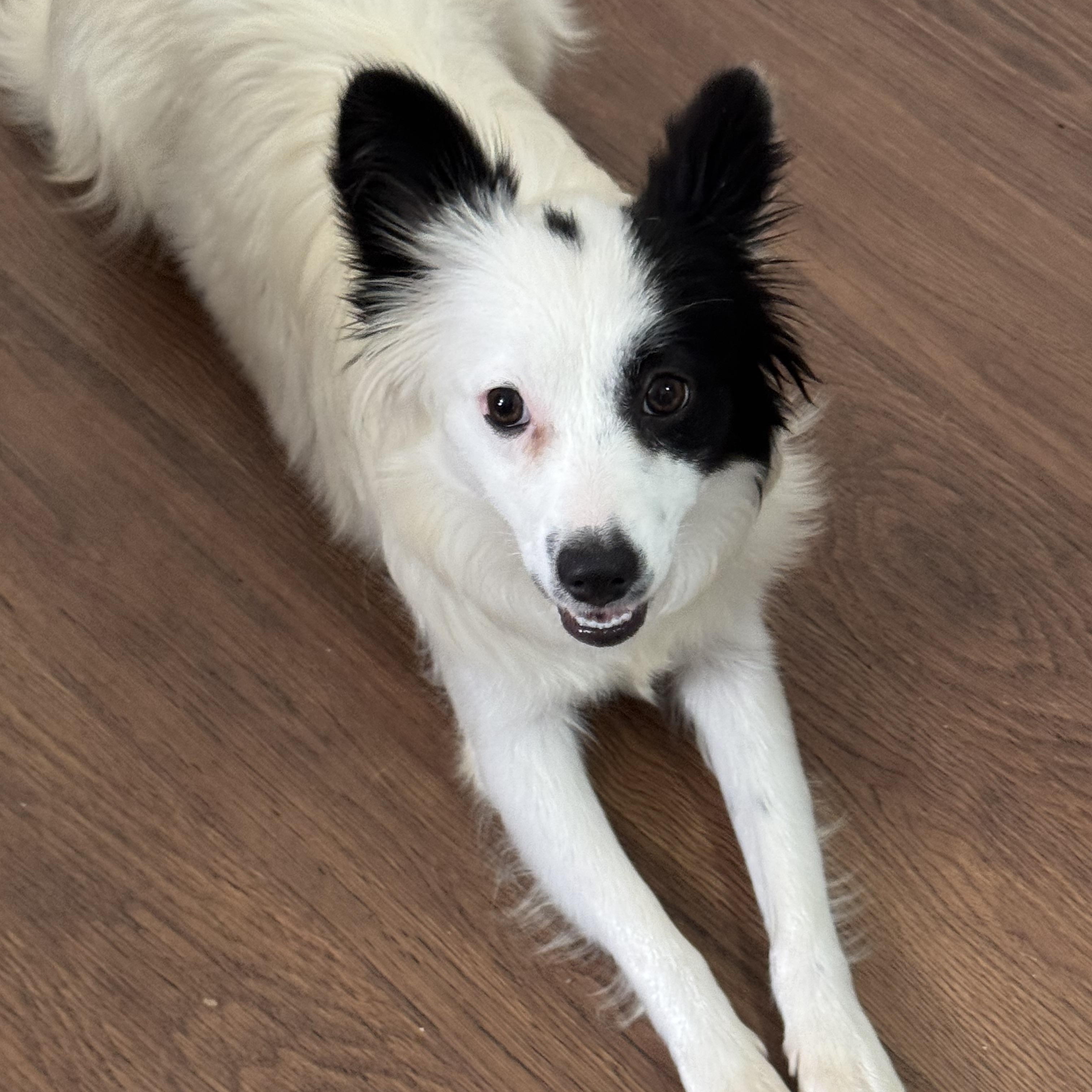 Enlarge Ella, an adopted mixed breed in South Saint Paul, MN image 3/4