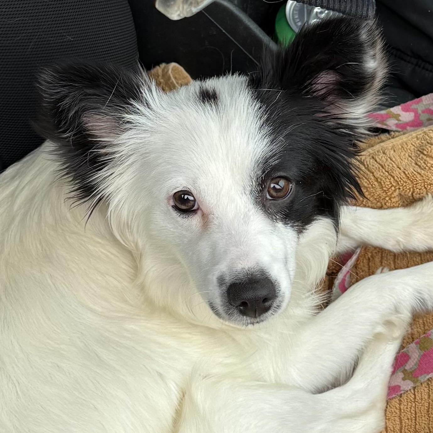 Enlarge Ella, an adopted mixed breed in South Saint Paul, MN image 1/4