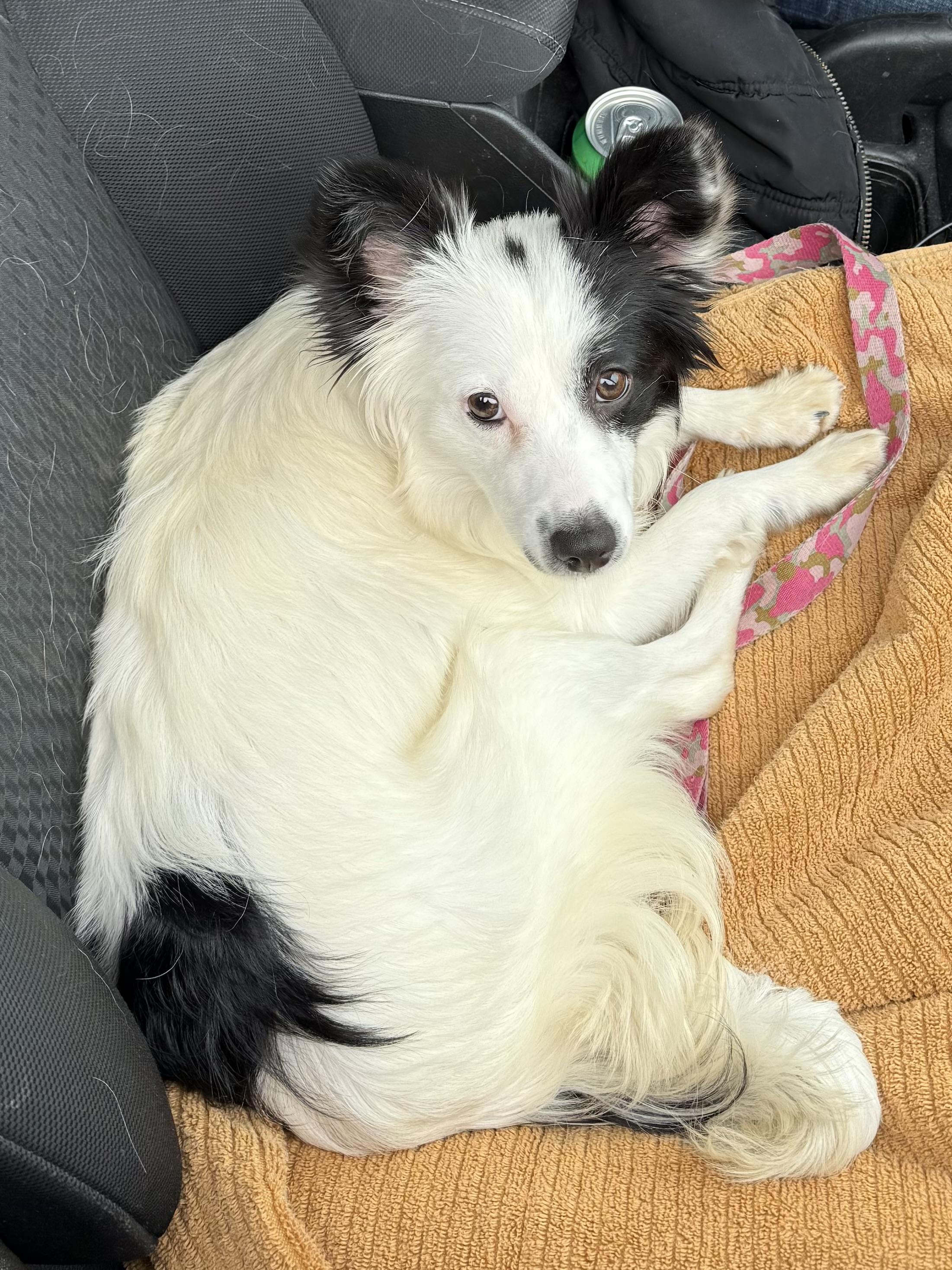 Enlarge Ella, an adopted mixed breed in South Saint Paul, MN image 4/4