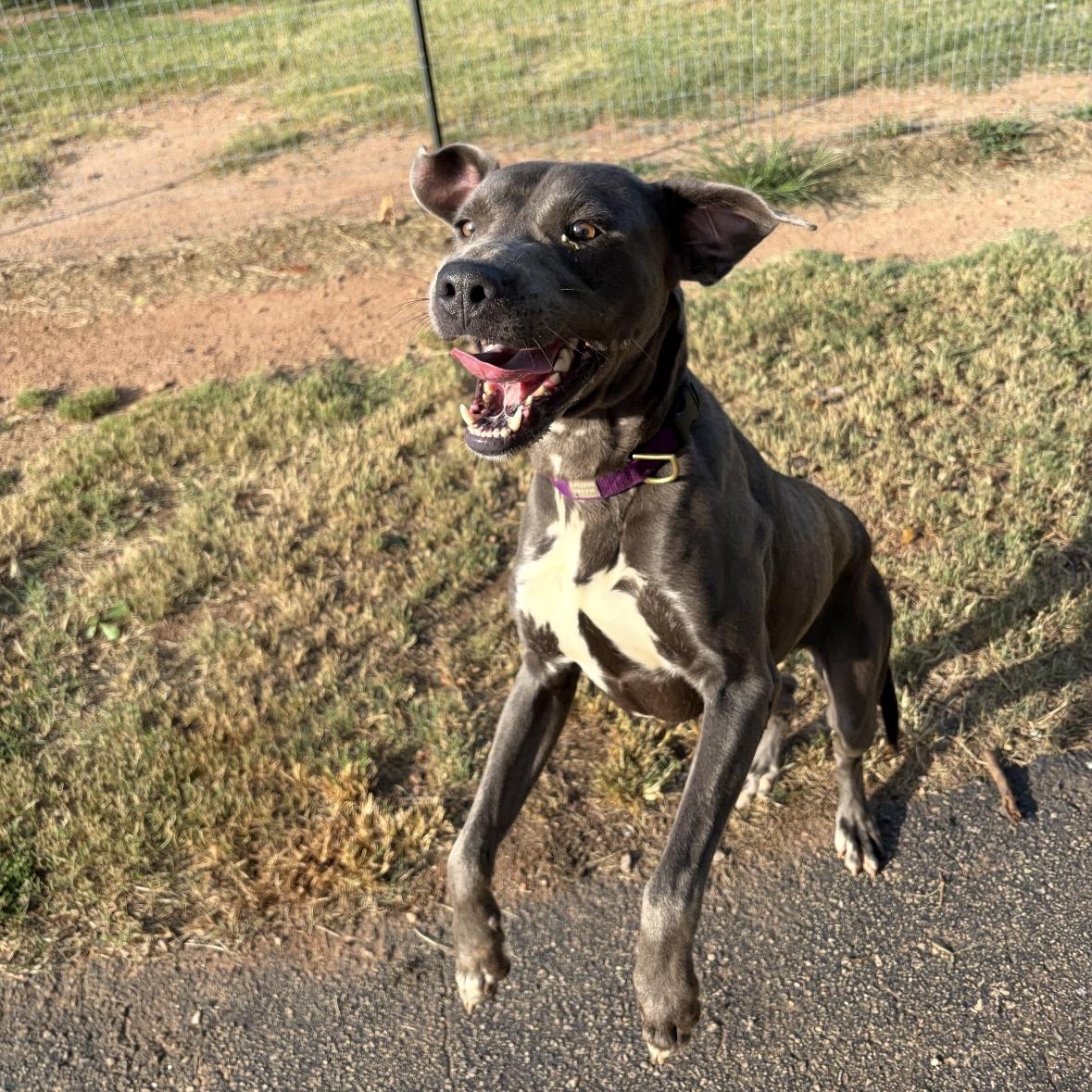 Enlarge Blu, a Adoptable mixed breed in Williamston, SC image 1/2