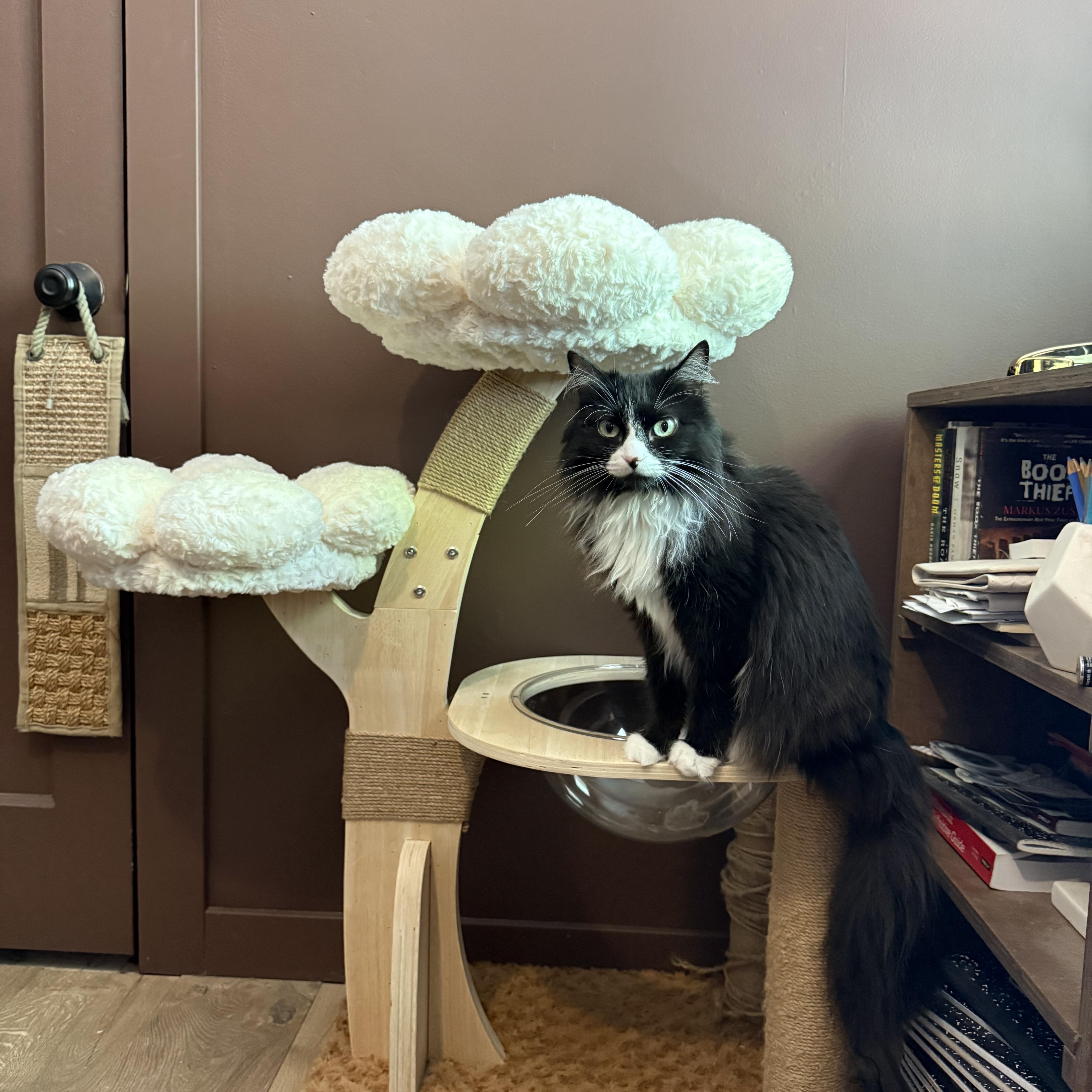 Enlarge Mochi, a Adopted mixed breed in Midvale, UT image 2/3