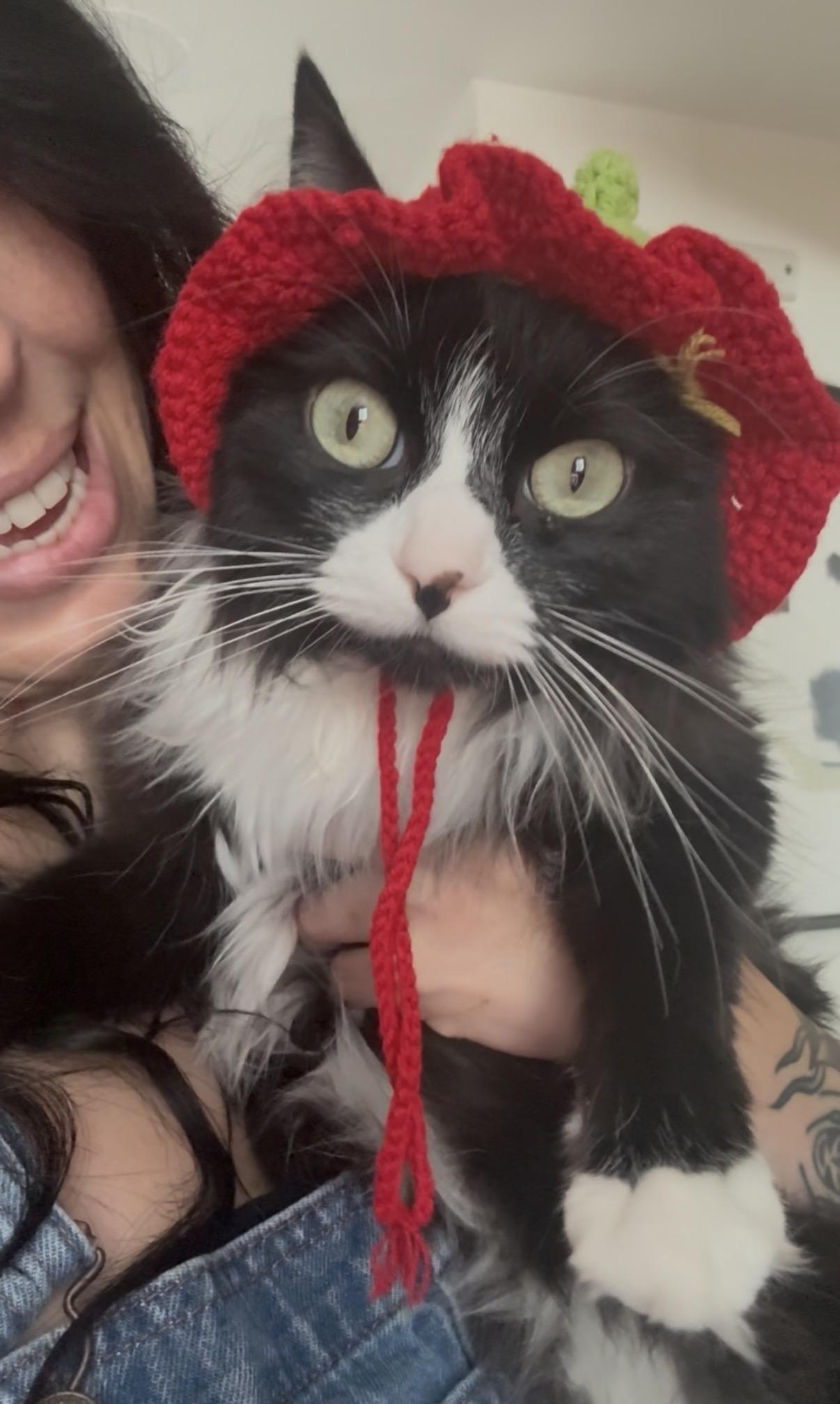 Mochi, Adopted, Adult Female Domestic Long Hair & Tuxedo.
