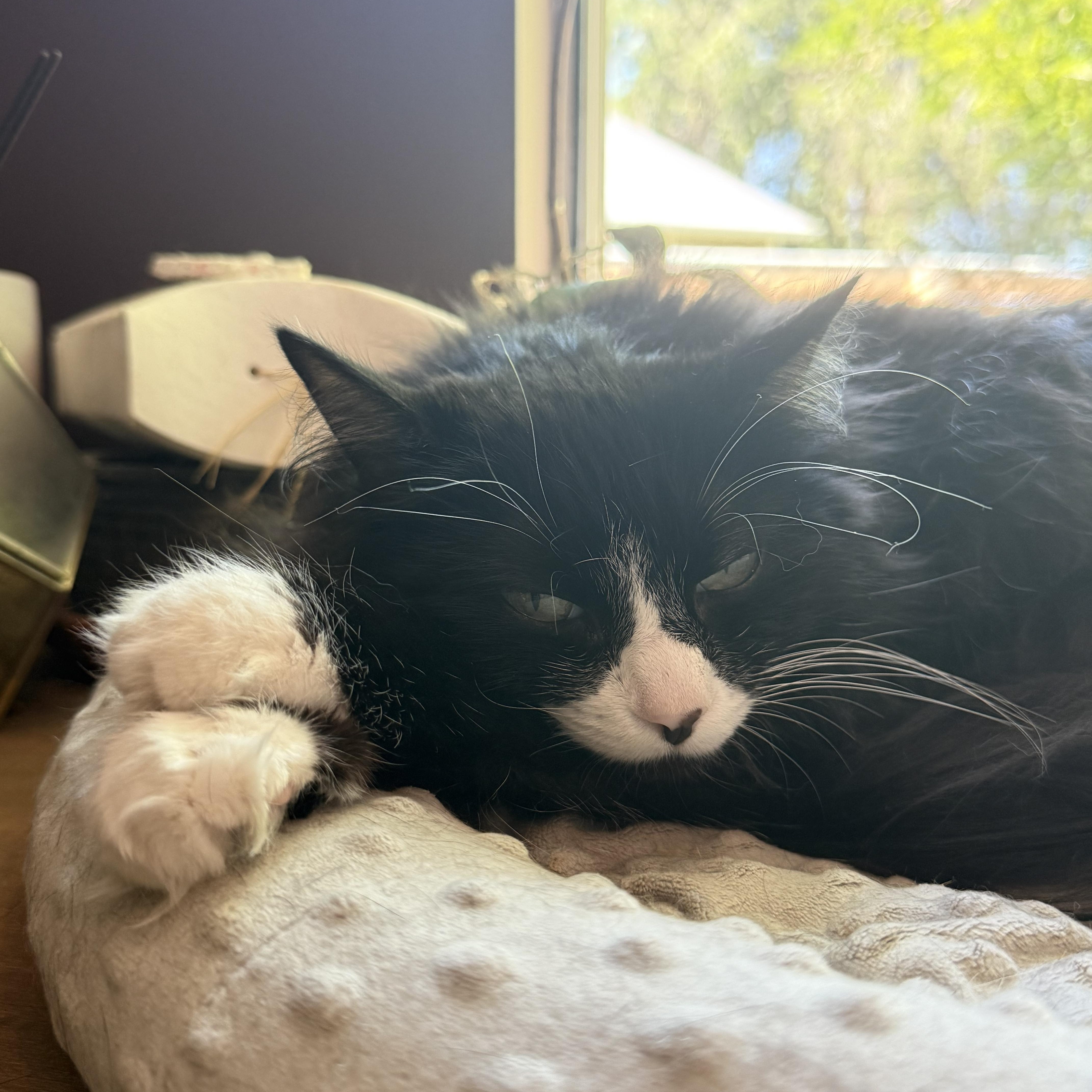 Enlarge Mochi, a Adopted mixed breed in Midvale, UT image 3/3