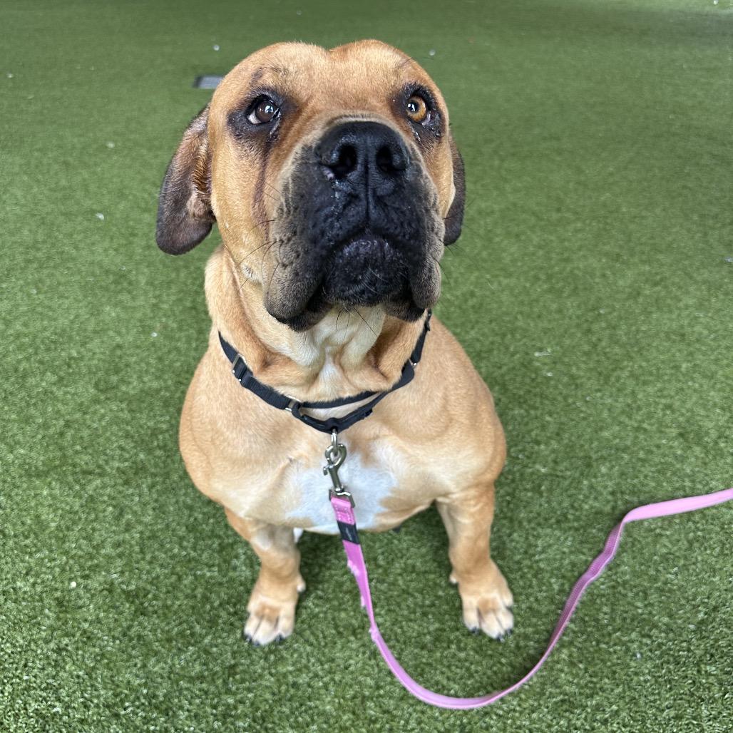 Enlarge Nyesha, a Adoptable mixed breed in West Palm Beach, FL image 1/6