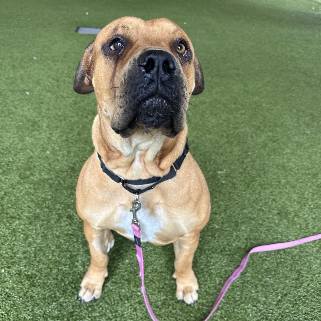 Enlarge Nyesha, a Adoptable mixed breed in West Palm Beach, FL image 2/6