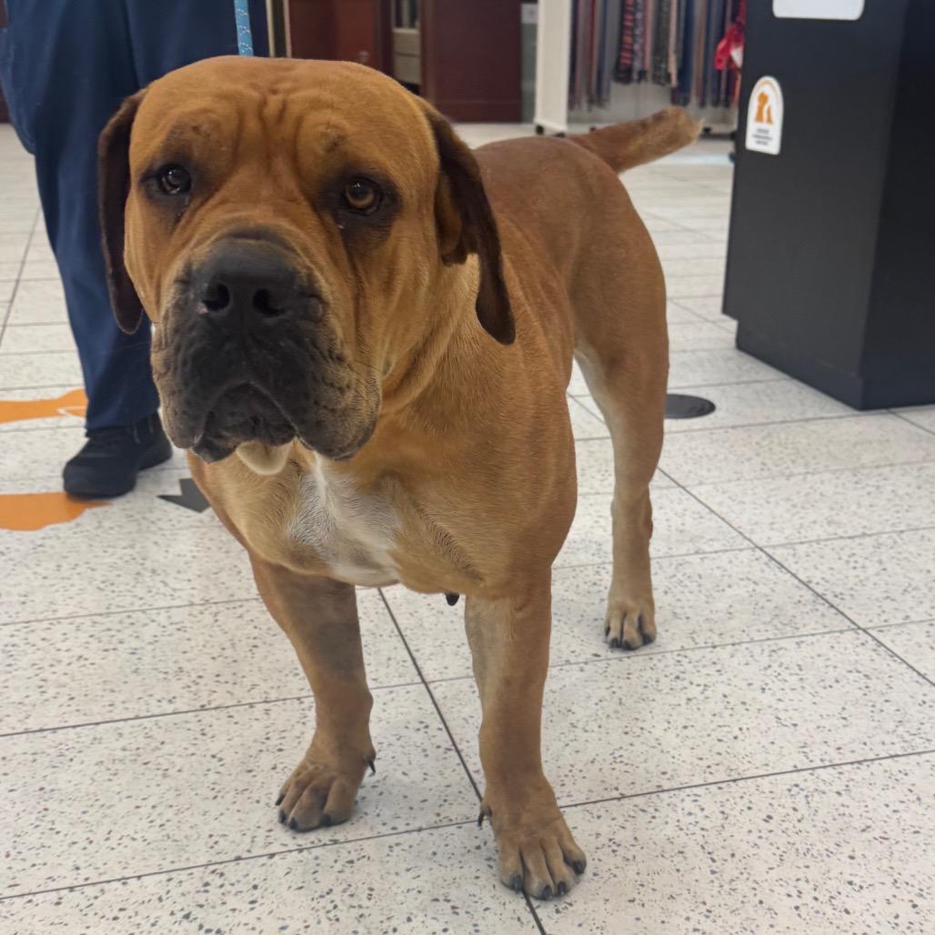 Enlarge Nyesha, a Adoptable mixed breed in West Palm Beach, FL image 4/6