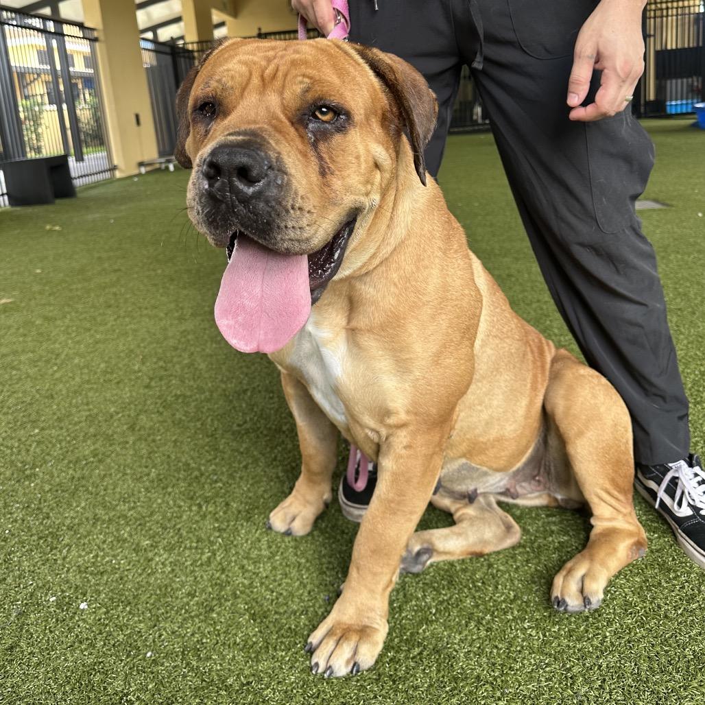 Enlarge Nyesha, a Adoptable mixed breed in West Palm Beach, FL image 5/6