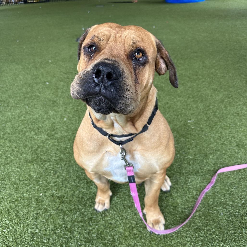 Enlarge Nyesha, a Adoptable mixed breed in West Palm Beach, FL image 6/6