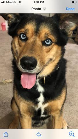 Enlarge Indiana, a Adoptable Siberian Husky in Kirksville, MO image 1/1