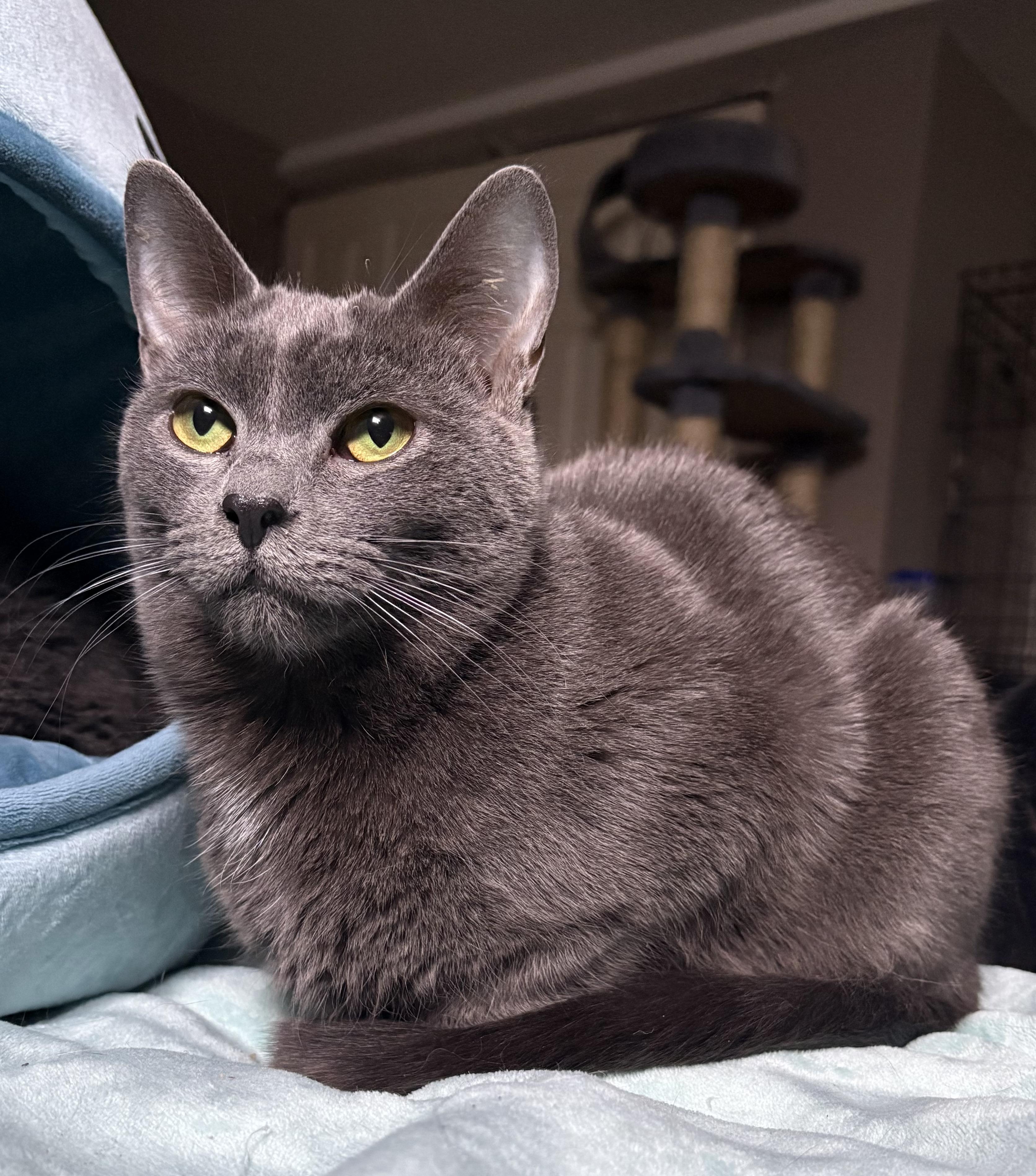 ALVIN, Adoptable, Kitten Male Domestic Short Hair.