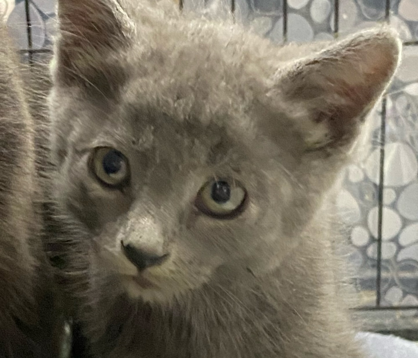 ALVIN, a Adoptable Domestic Short Hair in Tillsonburg, ON image 1/4