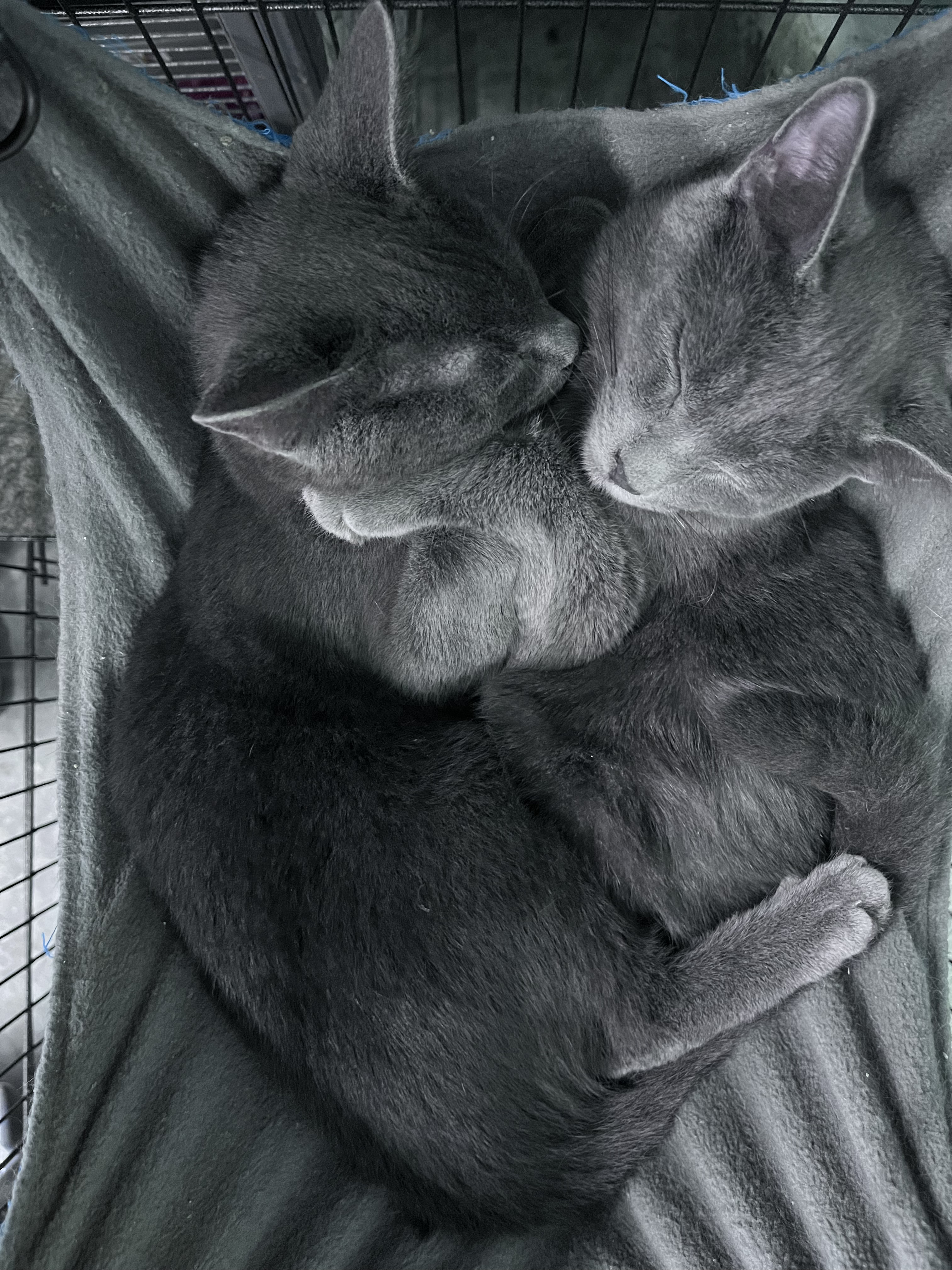 ALVIN, a Adoptable Domestic Short Hair in Tillsonburg, ON image 2/4