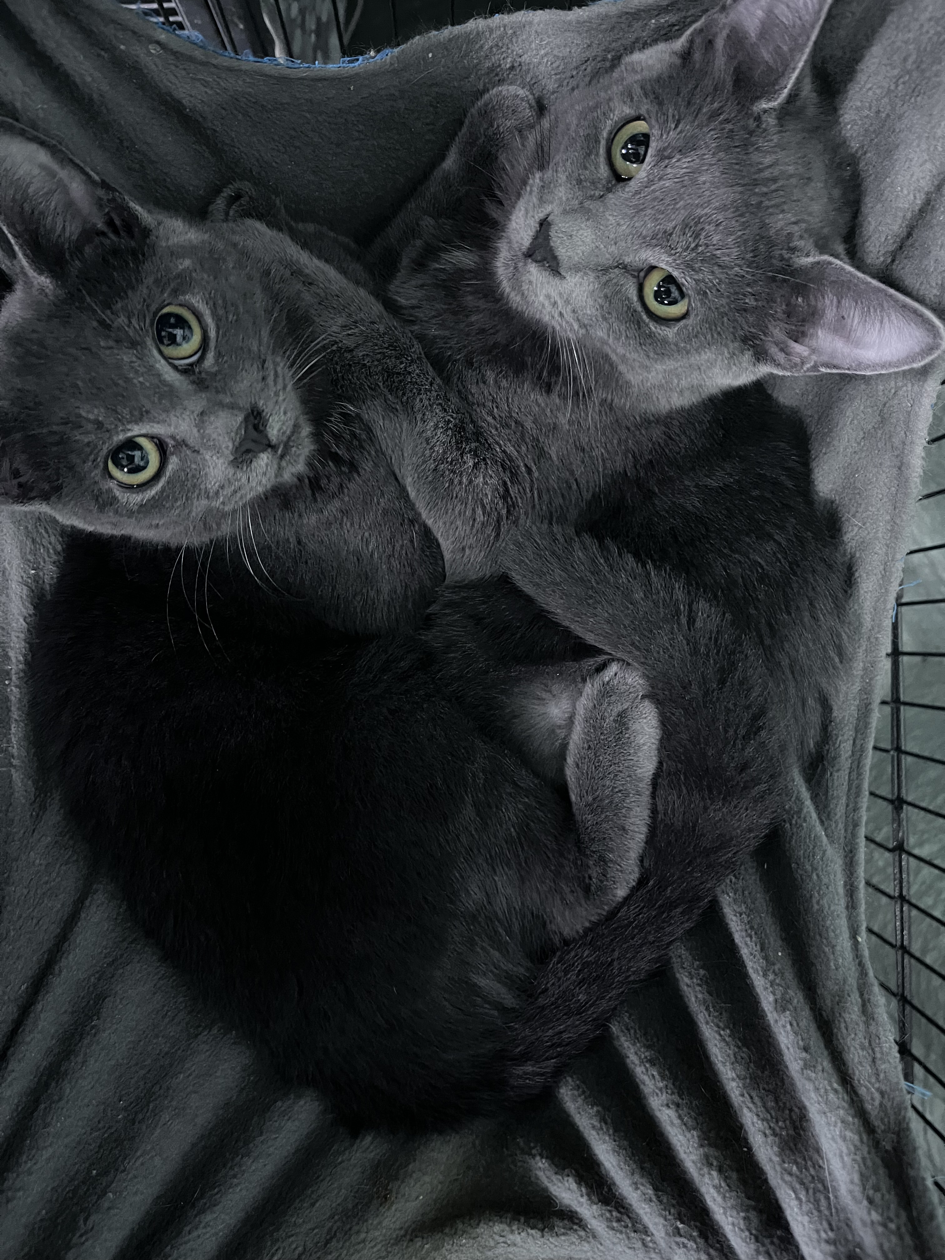 ALVIN, a Adoptable Domestic Short Hair in Tillsonburg, ON image 3/4