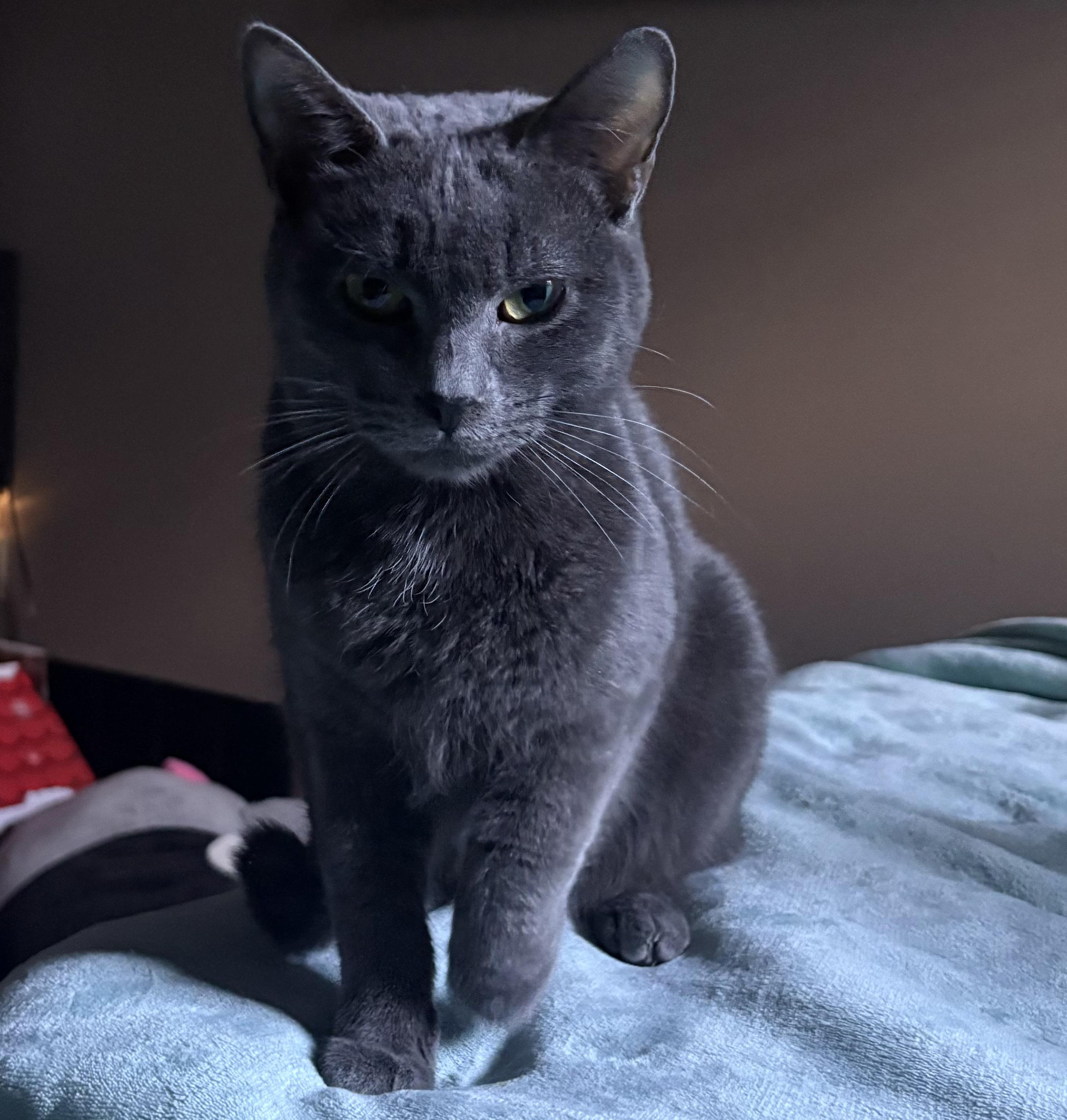 Enlarge ALVIN, a Adoptable Domestic Short Hair in Tillsonburg, ON image 3/6